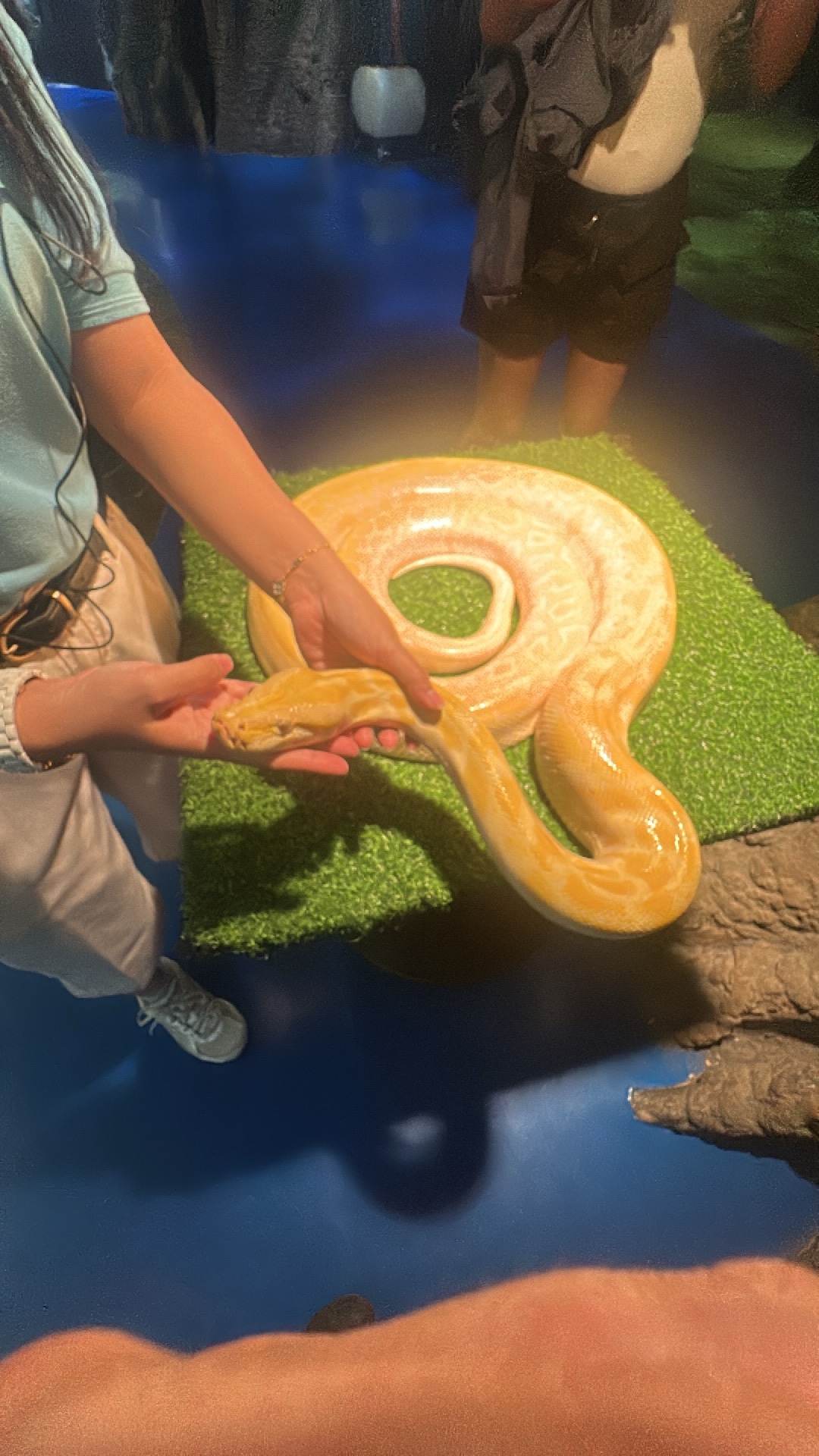 Burmese Python (Python bivittatus) featured animal image on AnimalDex