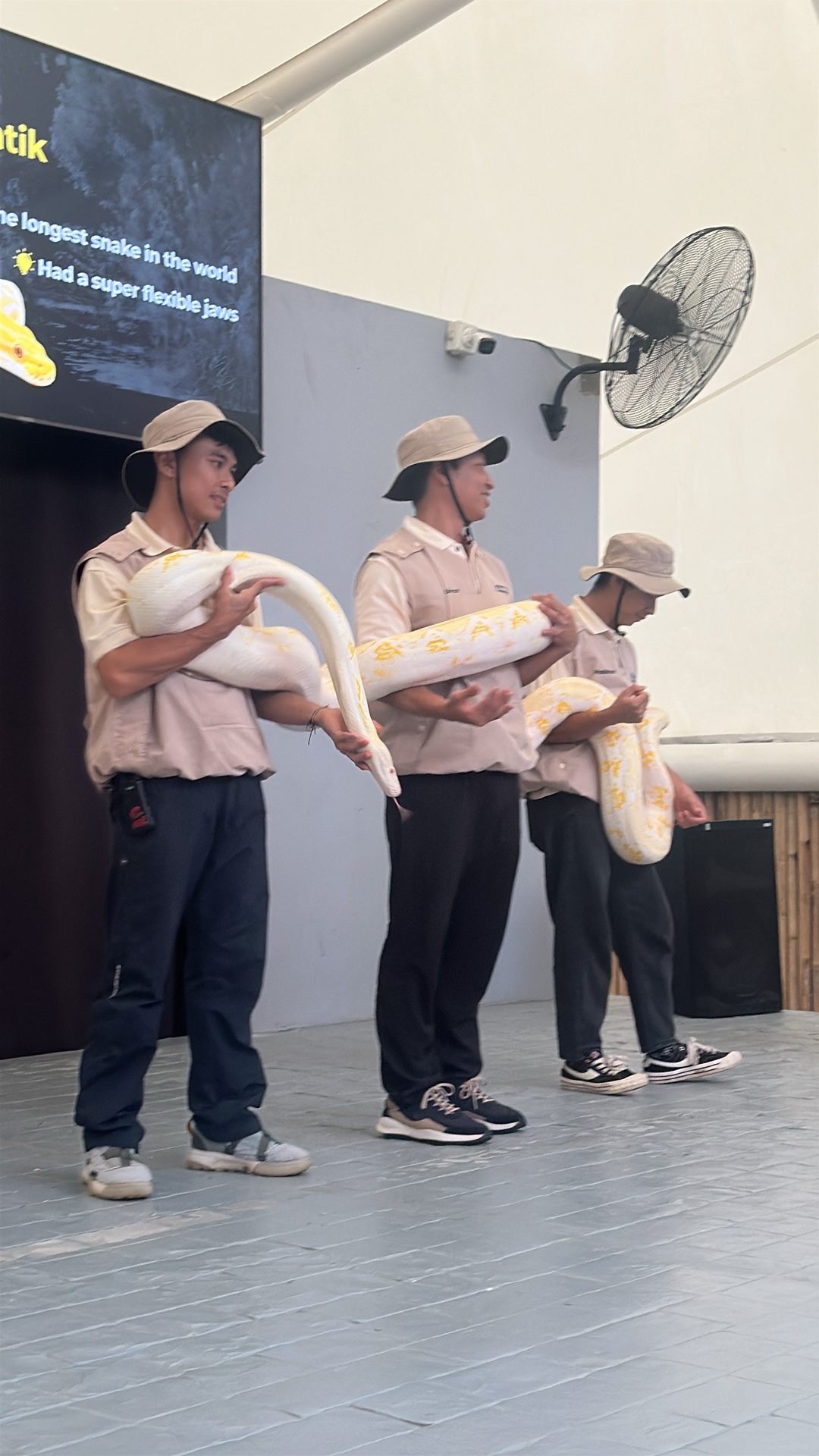 Burmese Python (Python bivittatus) featured animal image on AnimalDex