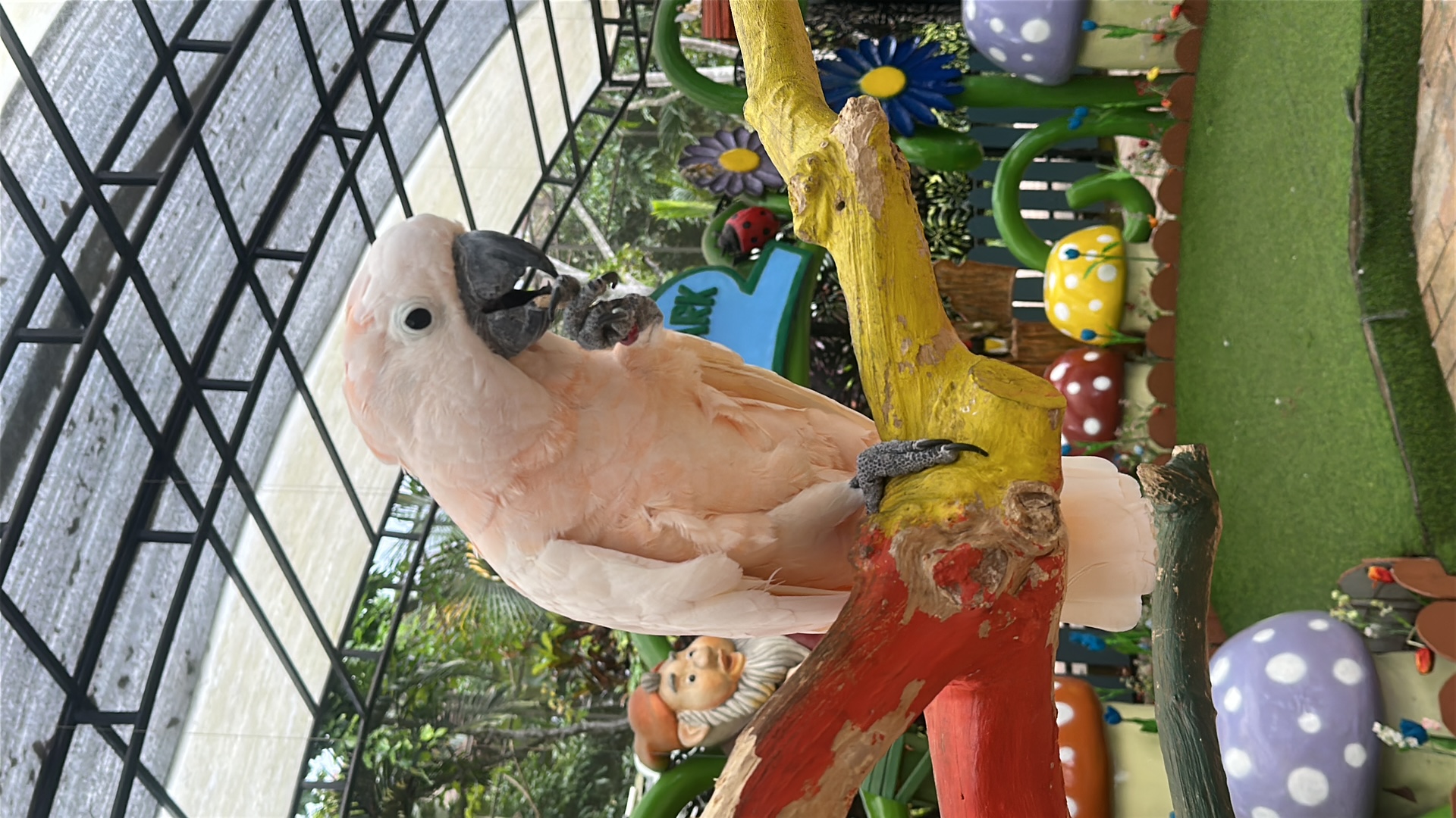 Salmon-crested Cockatoo (Cacatua moluccensis) featured animal image on AnimalDex
