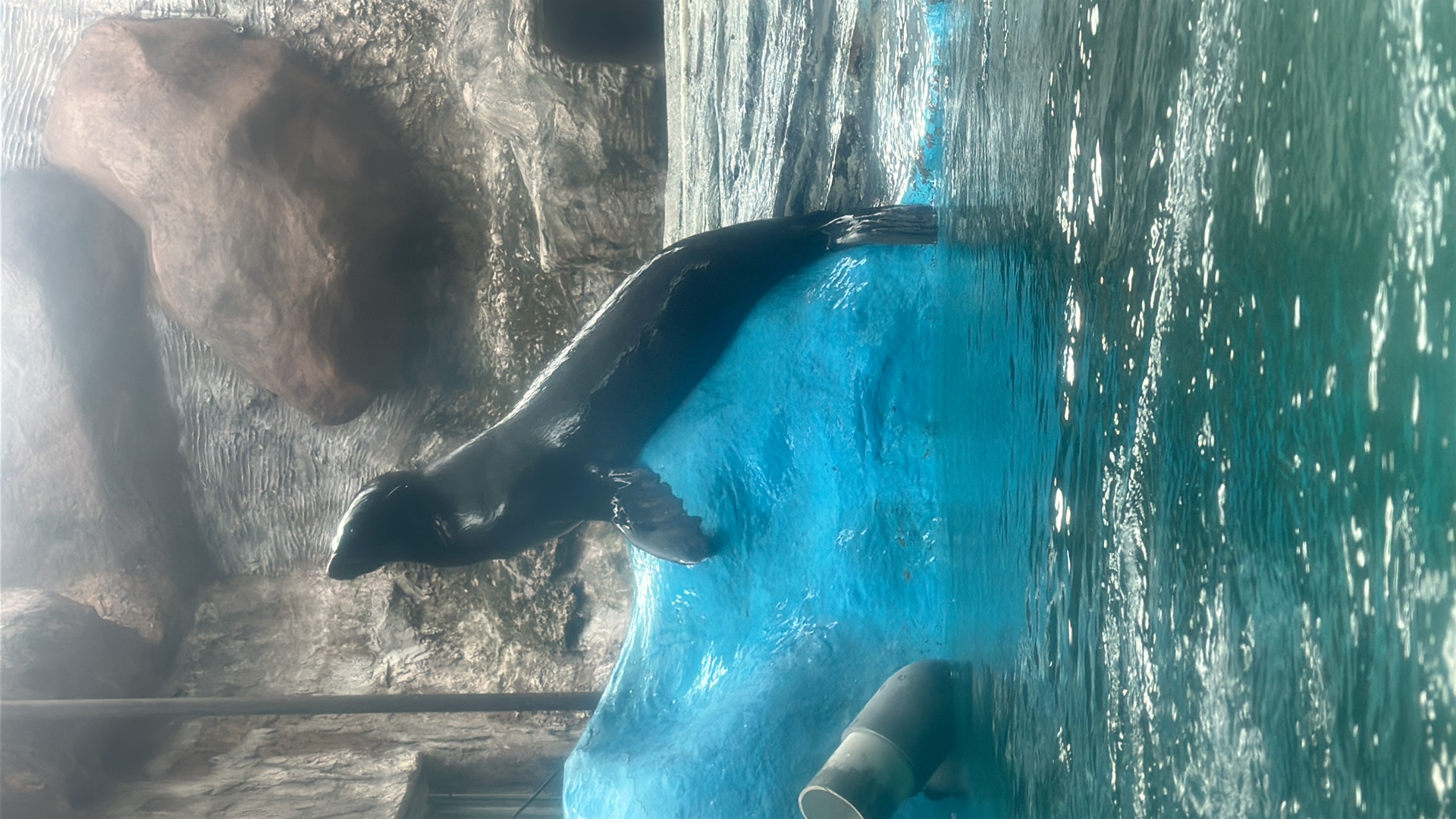 California sea lion (Zalophus californianus) featured animal image on AnimalDex