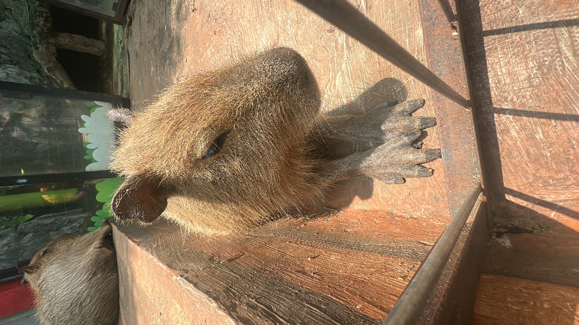 Capybara (Hydrochoerus hydrochaeris) featured animal image on AnimalDex