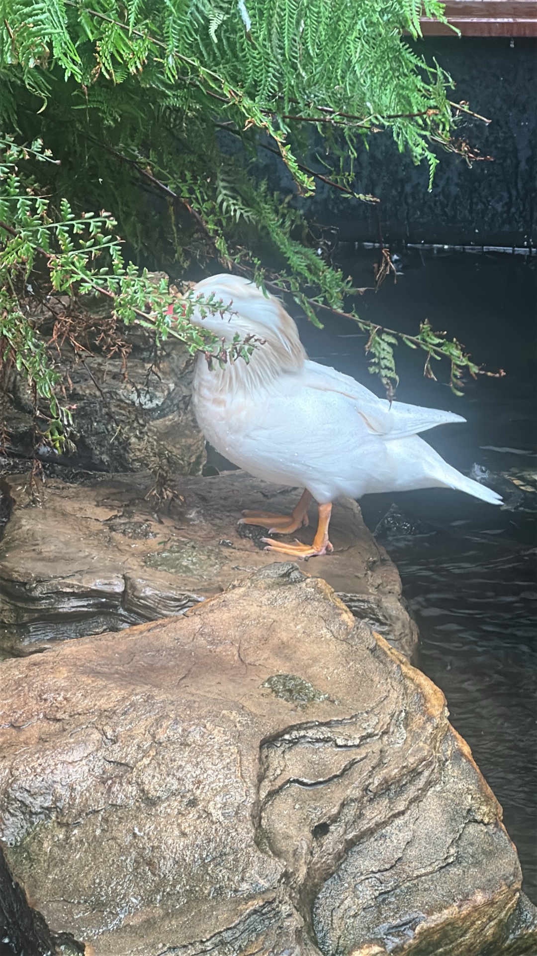 Cattle Egret (Bubulcus ibis) featured animal image on AnimalDex