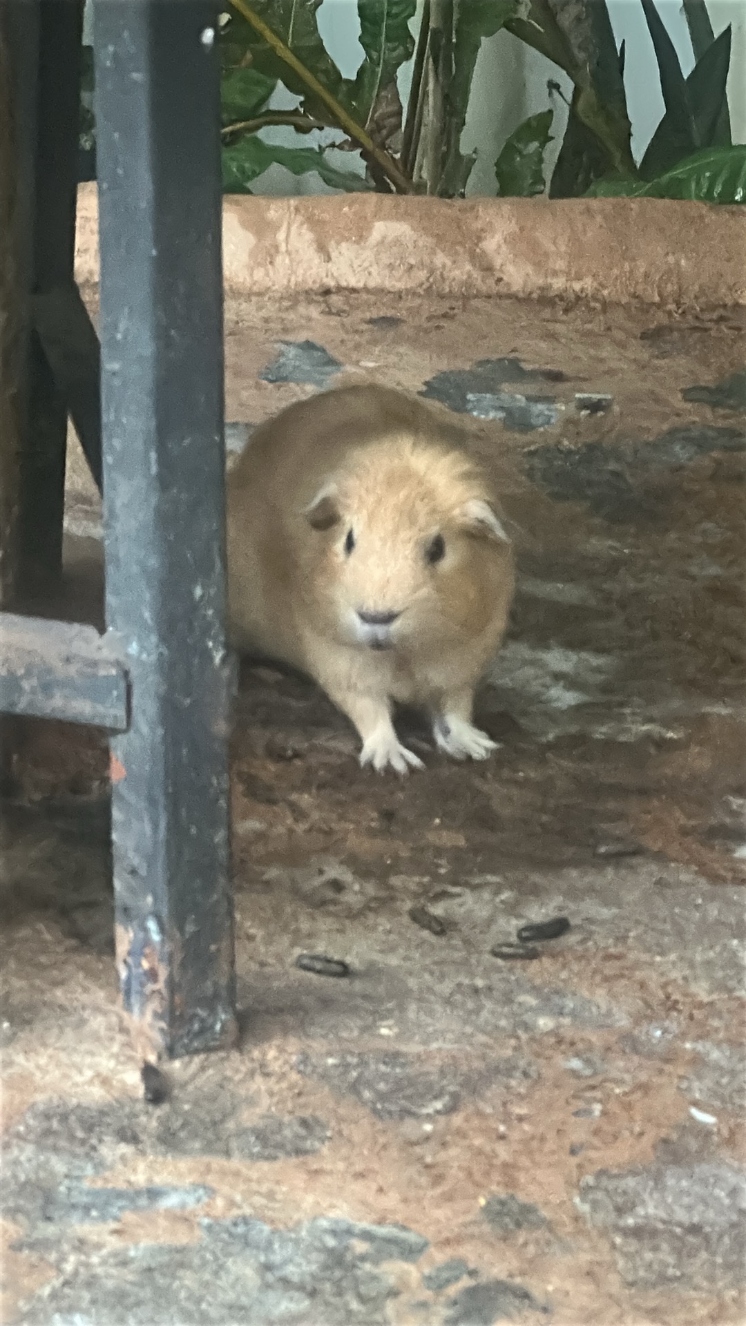 Guinea Pig (Cavia porcellus) featured animal image on AnimalDex