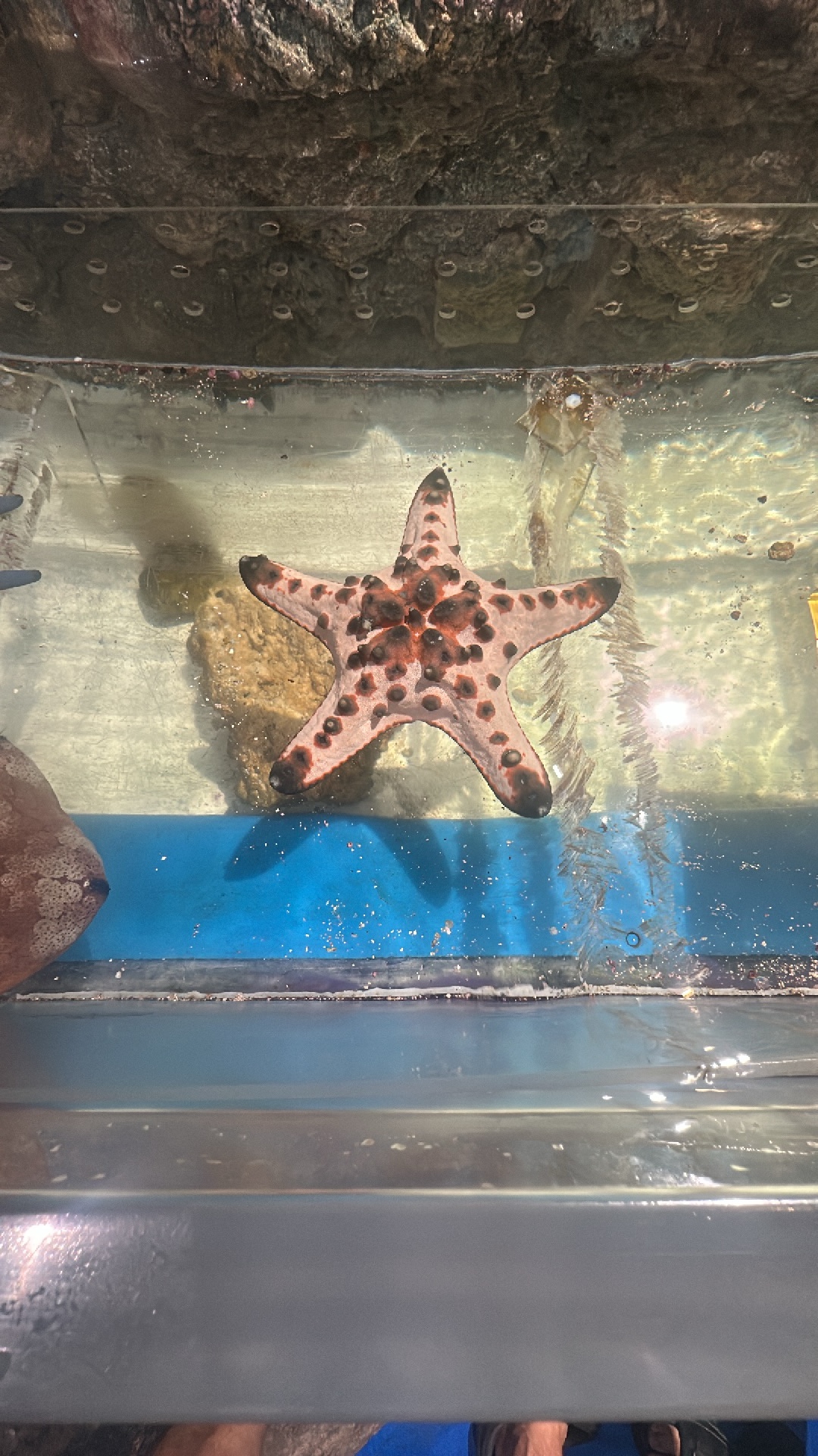 Chocolate Chip Sea Star (Protoreaster nodosus) featured animal image on AnimalDex