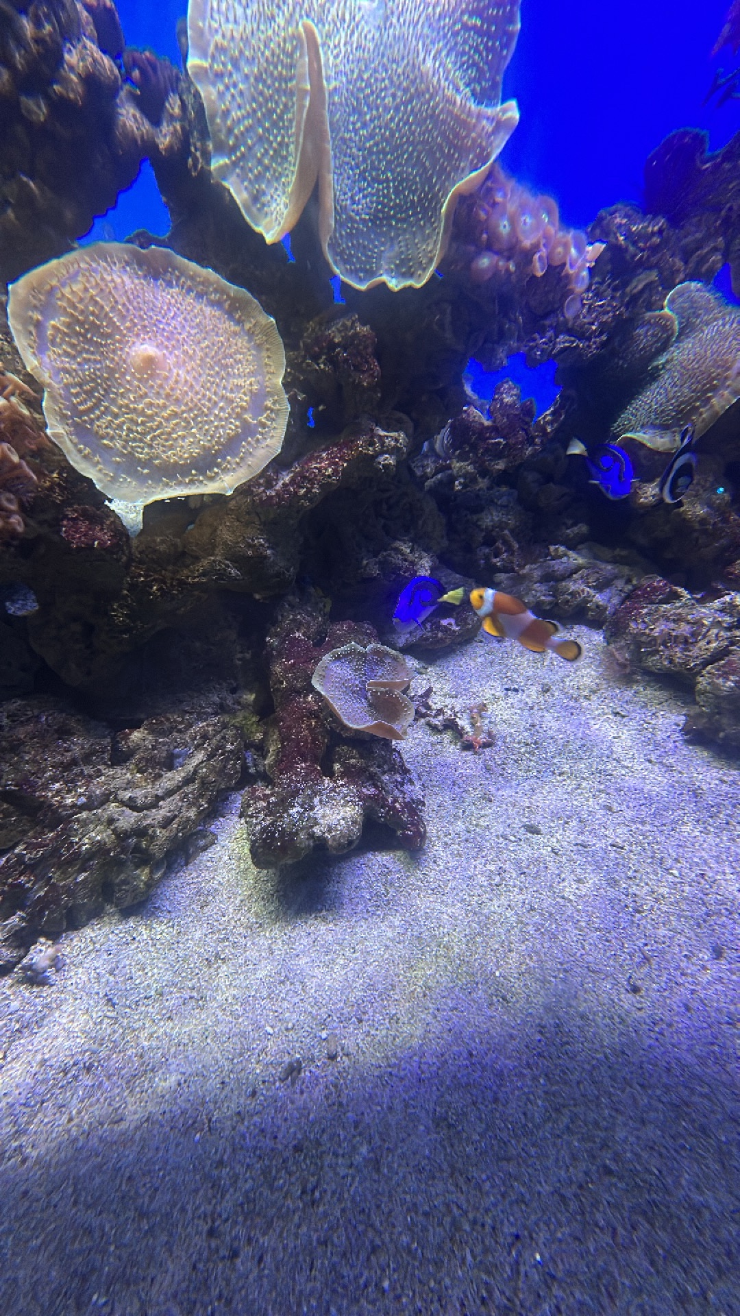 Clownfish (Amphiprion ocellaris) thumbnail image on AnimalDex