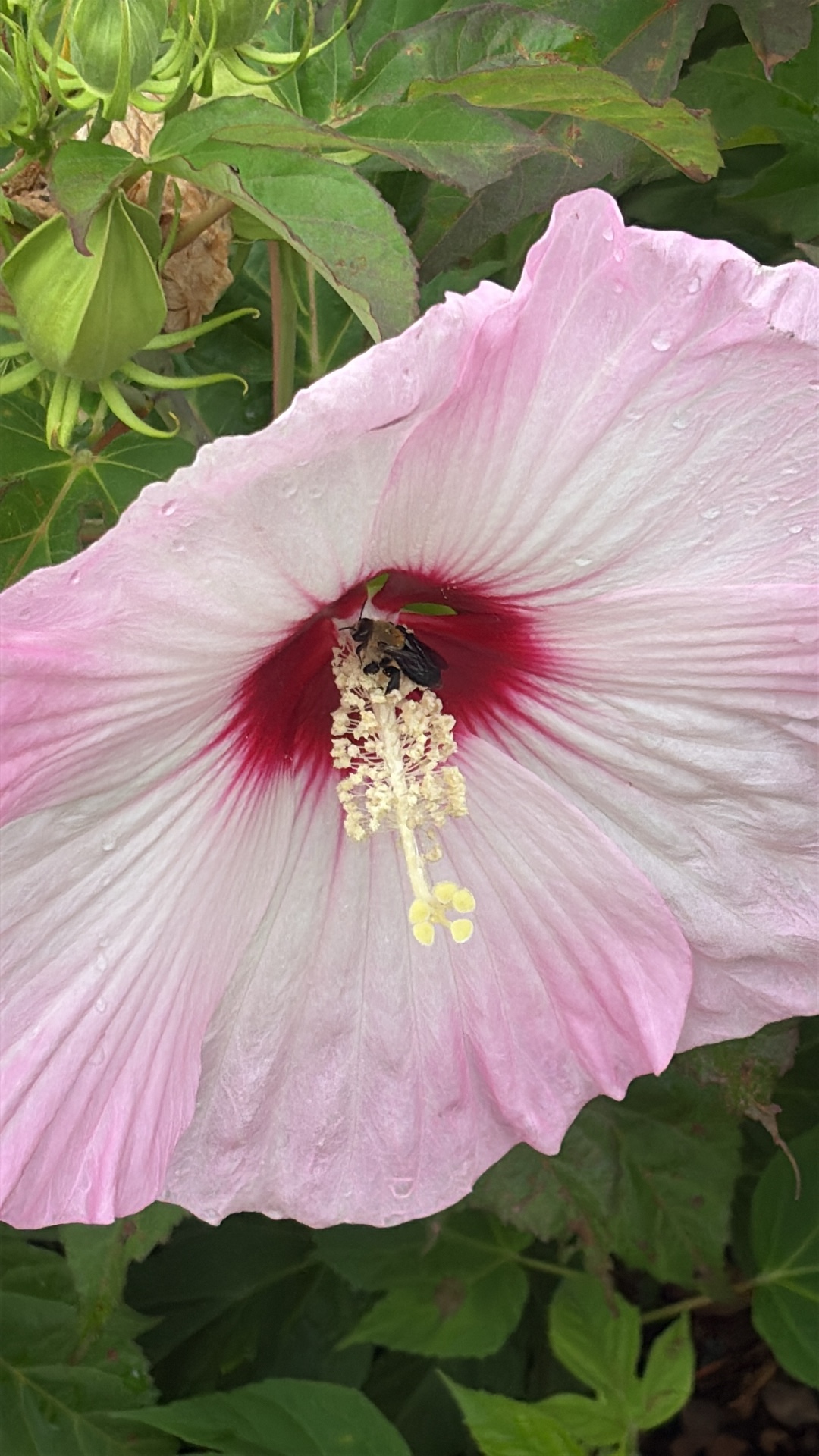 Common Eastern Bumble Bee (Bombus impatiens) featured animal image on AnimalDex