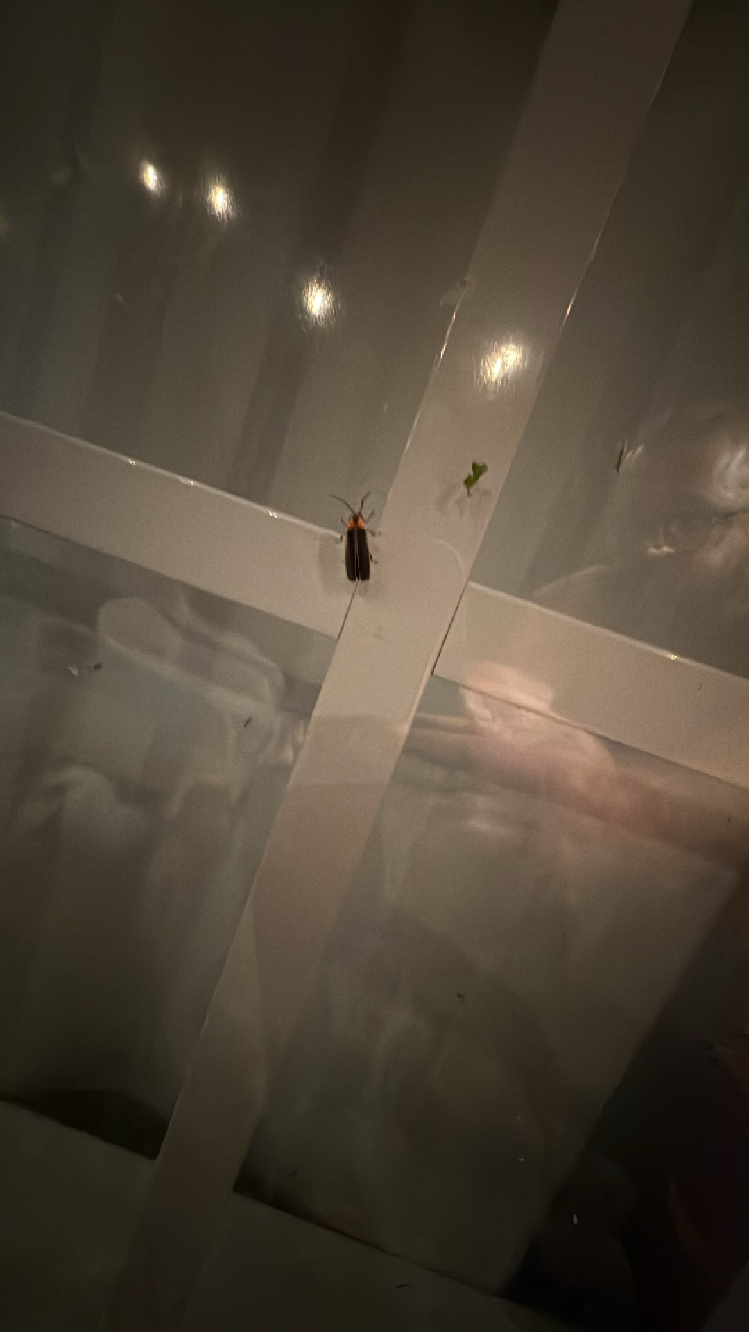 Common Eastern Firefly (Photinus pyralis) featured animal image on AnimalDex