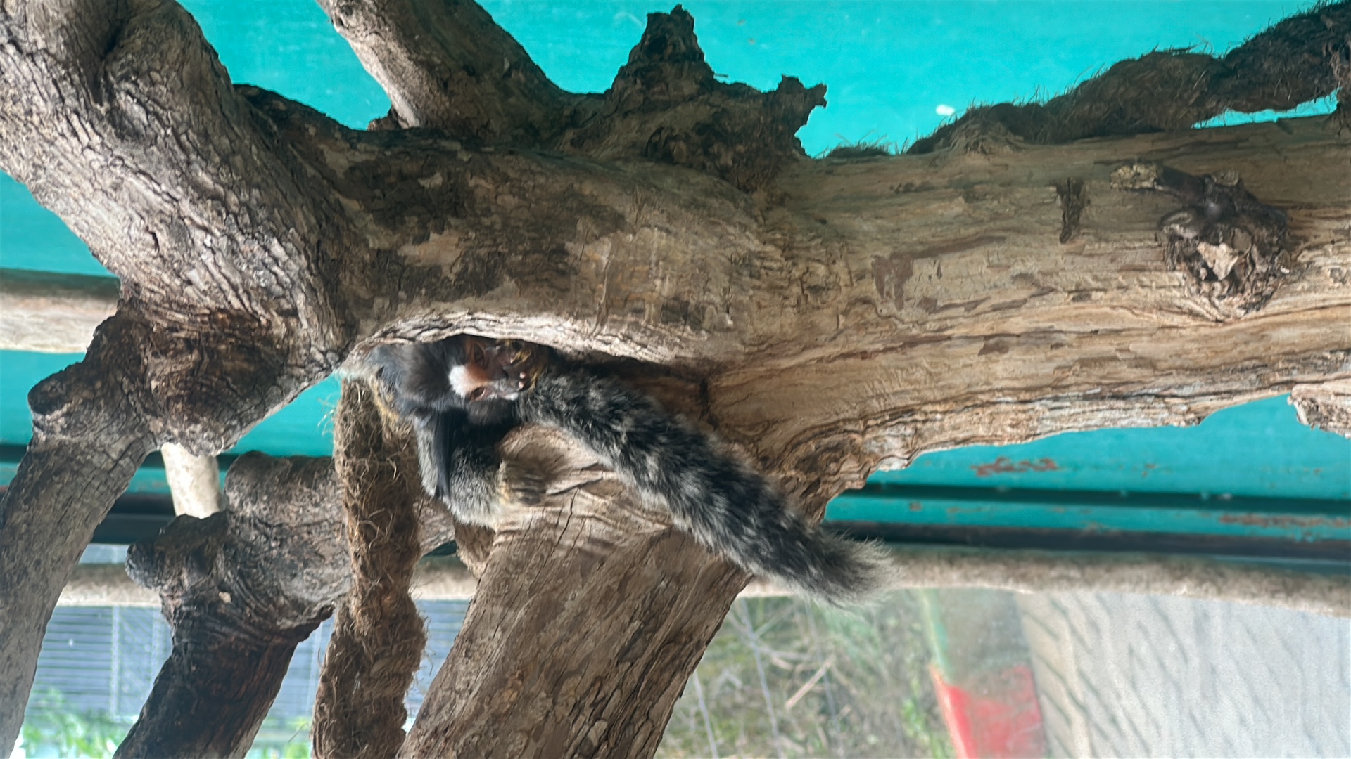 Common Marmoset (Callithrix jacchus) featured animal image on AnimalDex