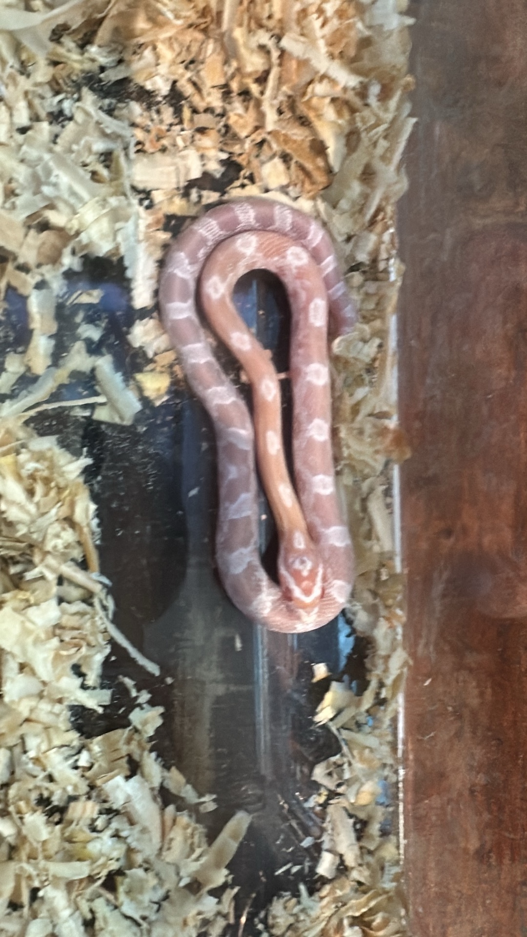 Corn Snake (Pantherophis guttatus) featured animal image on AnimalDex