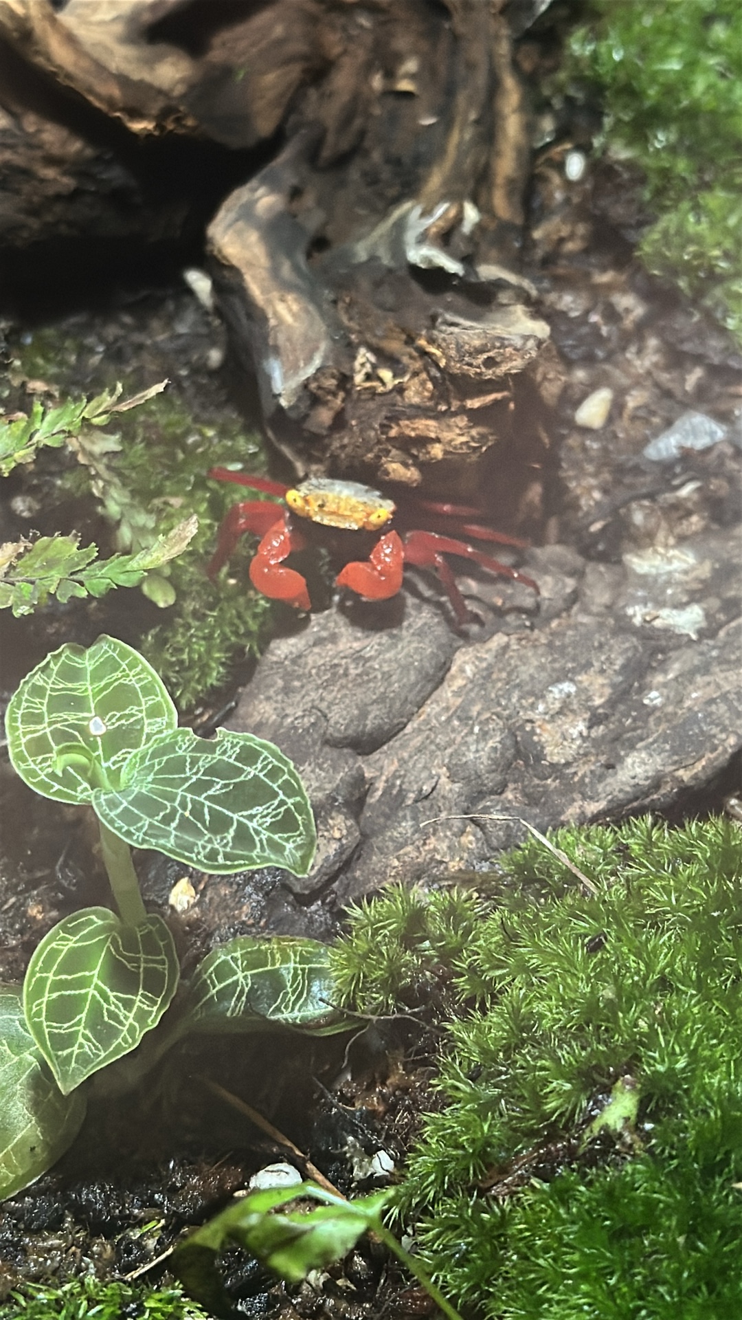 Crab (Brachyura) featured animal image on AnimalDex
