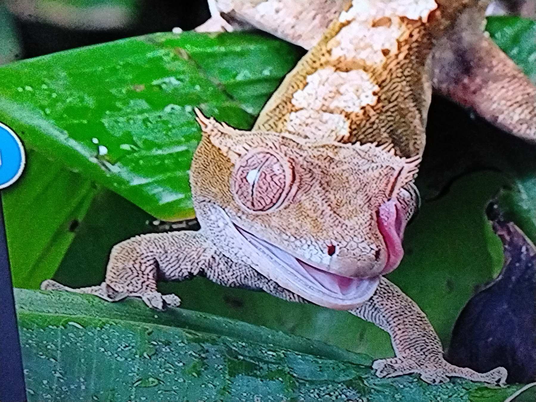 Crested Gecko (Correlophus ciliatus) thumbnail image on AnimalDex