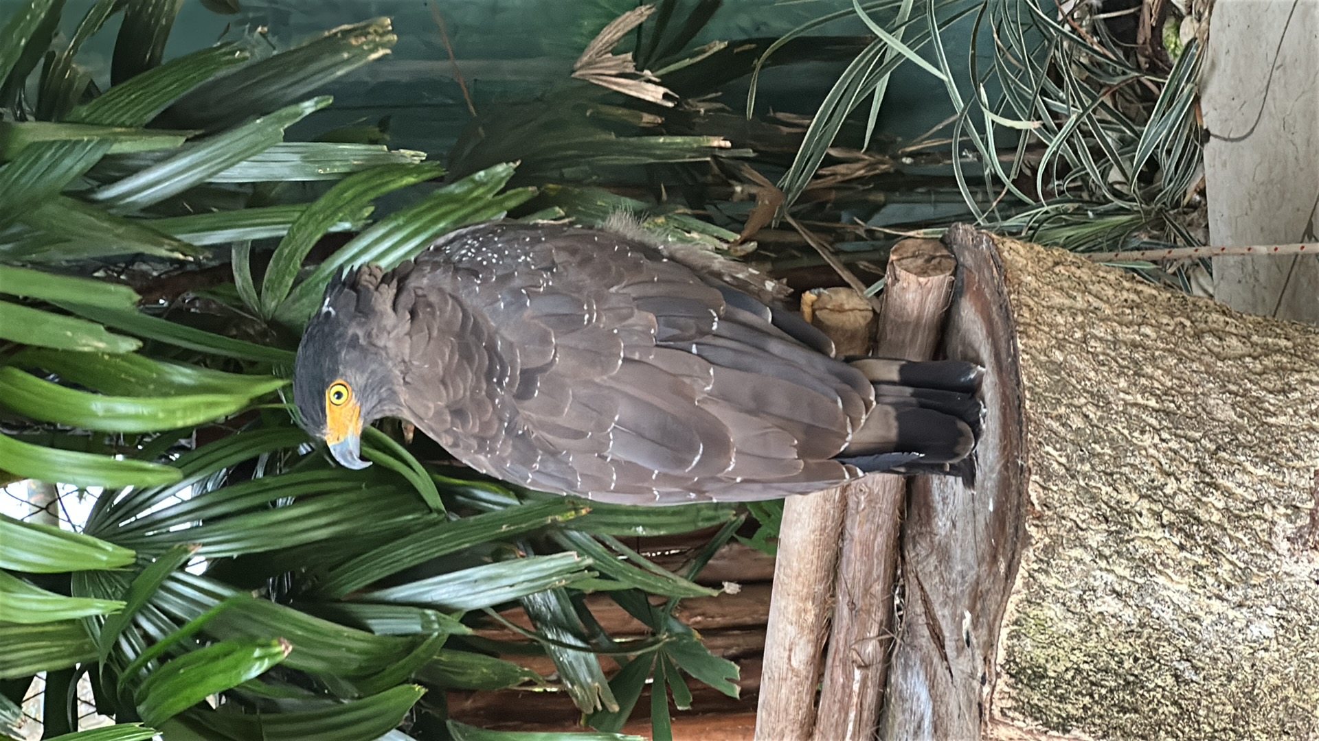 Crested Serpent Eagle (Spilornis cheela) featured animal image on AnimalDex