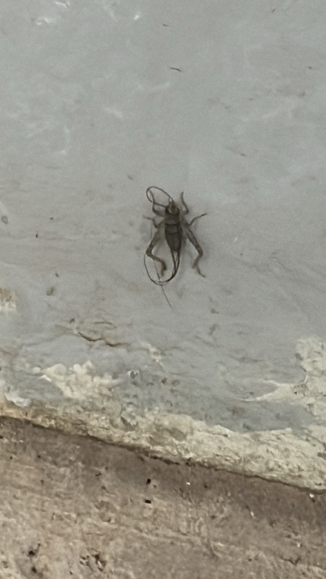 Cricket (Gryllidae) featured animal image on AnimalDex