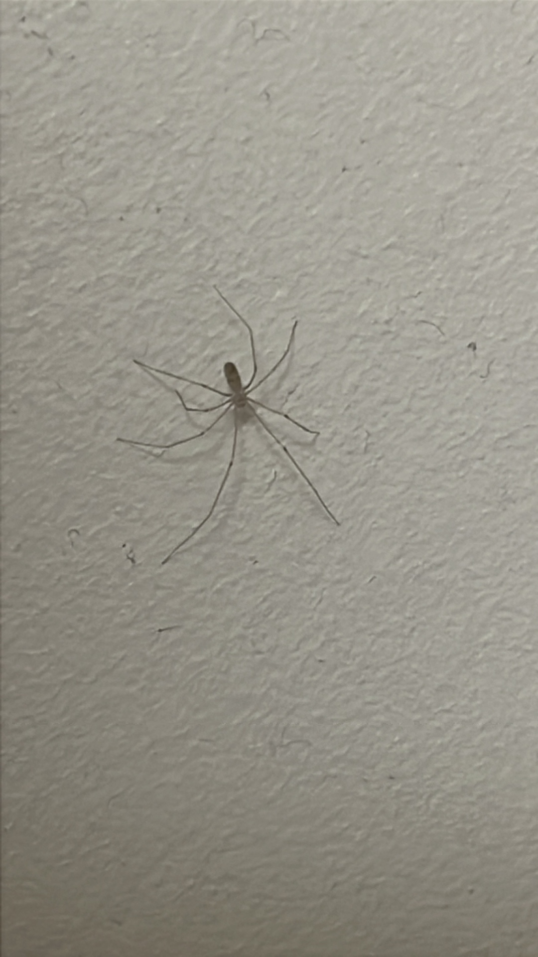 Cellar Spider (Pholcus phalangioides) featured animal image on AnimalDex