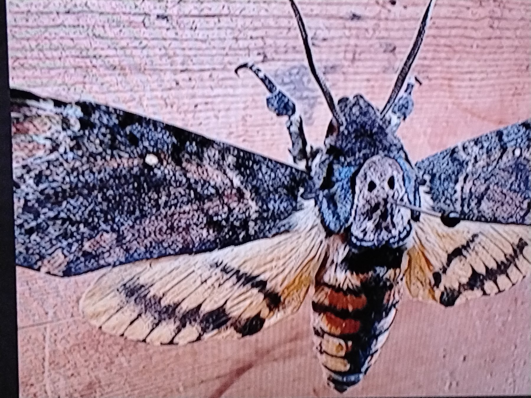 Death's-head Hawkmoth (Acherontia atropos) featured animal image on AnimalDex
