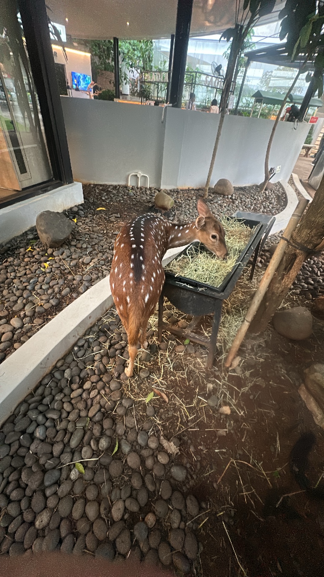 Deer (Cervidae) featured animal image on AnimalDex