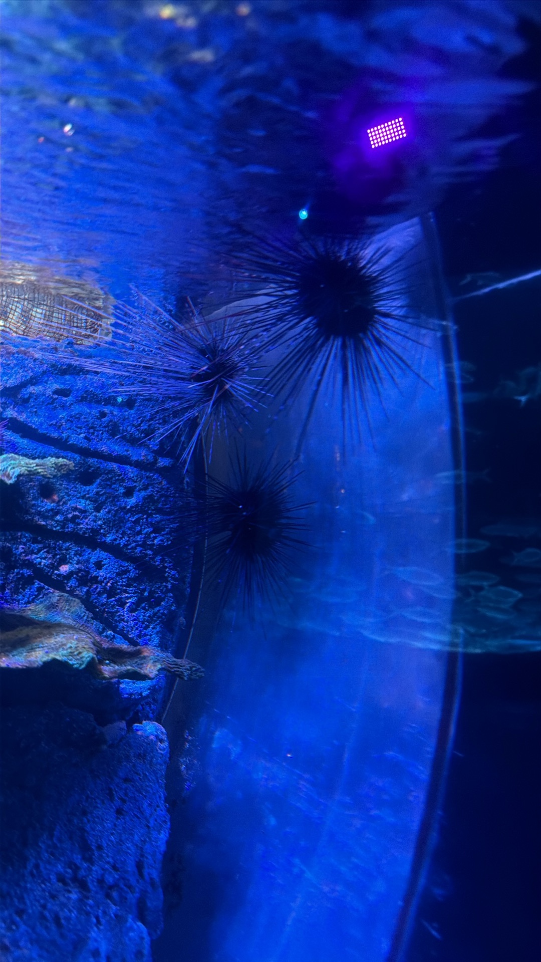 Long-spined sea urchin (Diadema setosum) featured animal image on AnimalDex