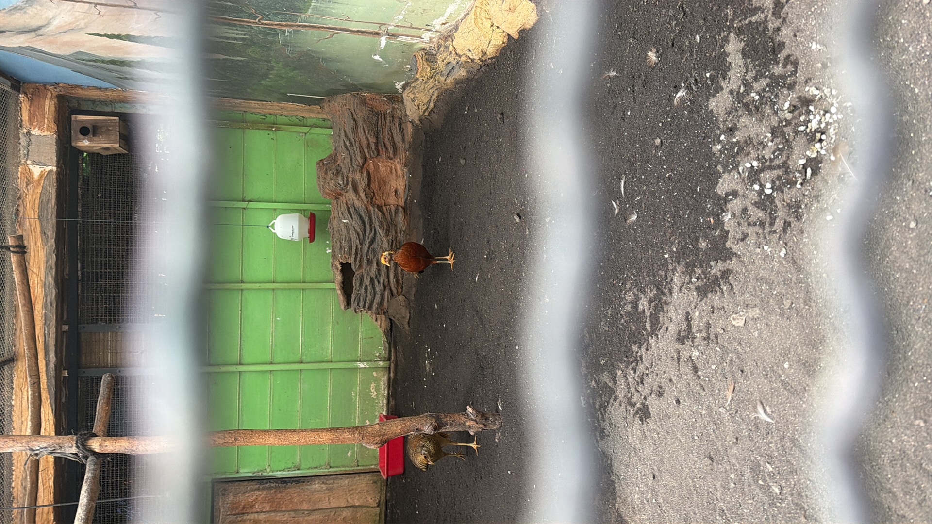 Chicken (Gallus gallus domesticus) featured animal image on AnimalDex