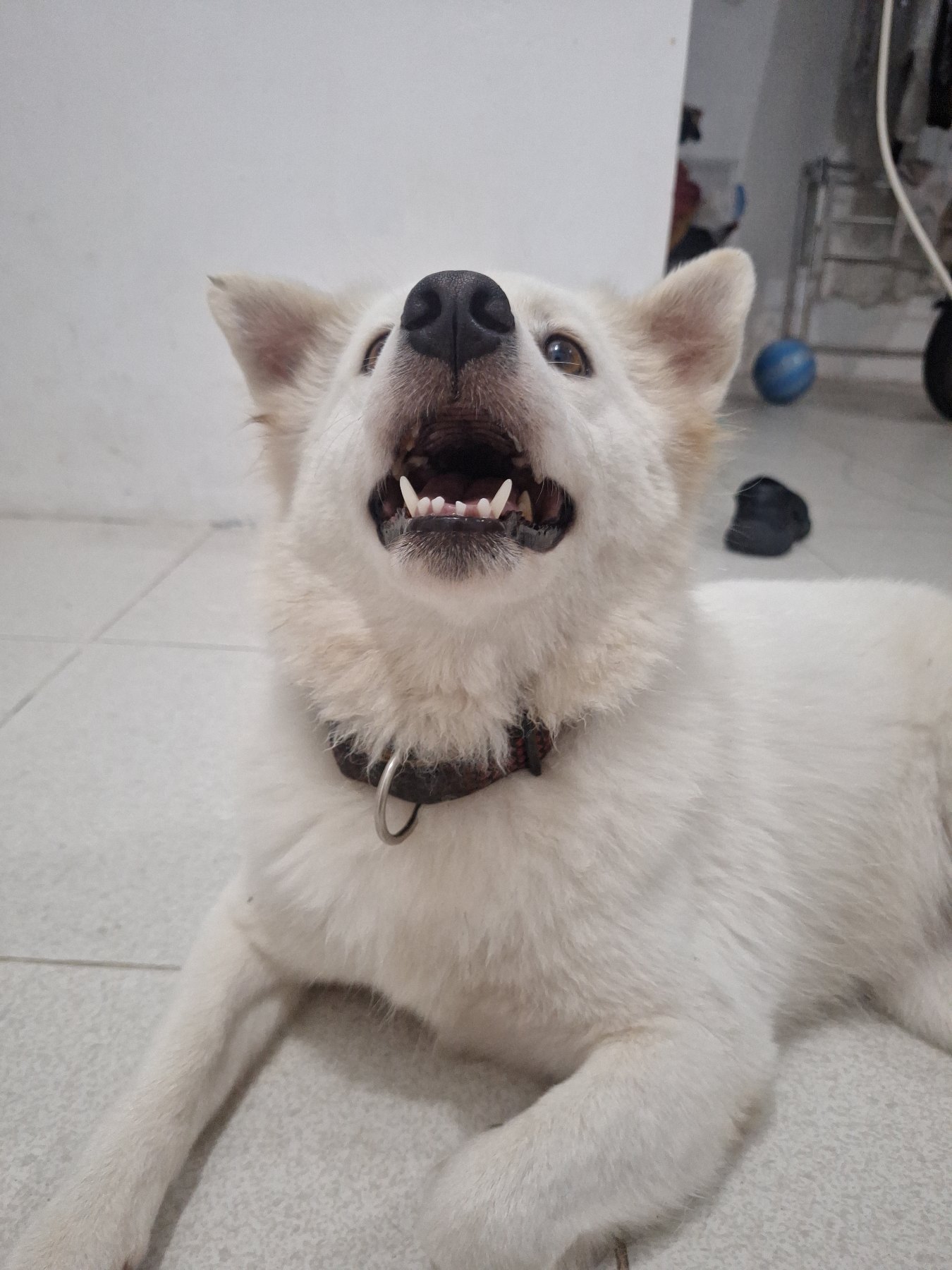 Domestic Dog (Canis lupus familiaris) featured animal image on AnimalDex