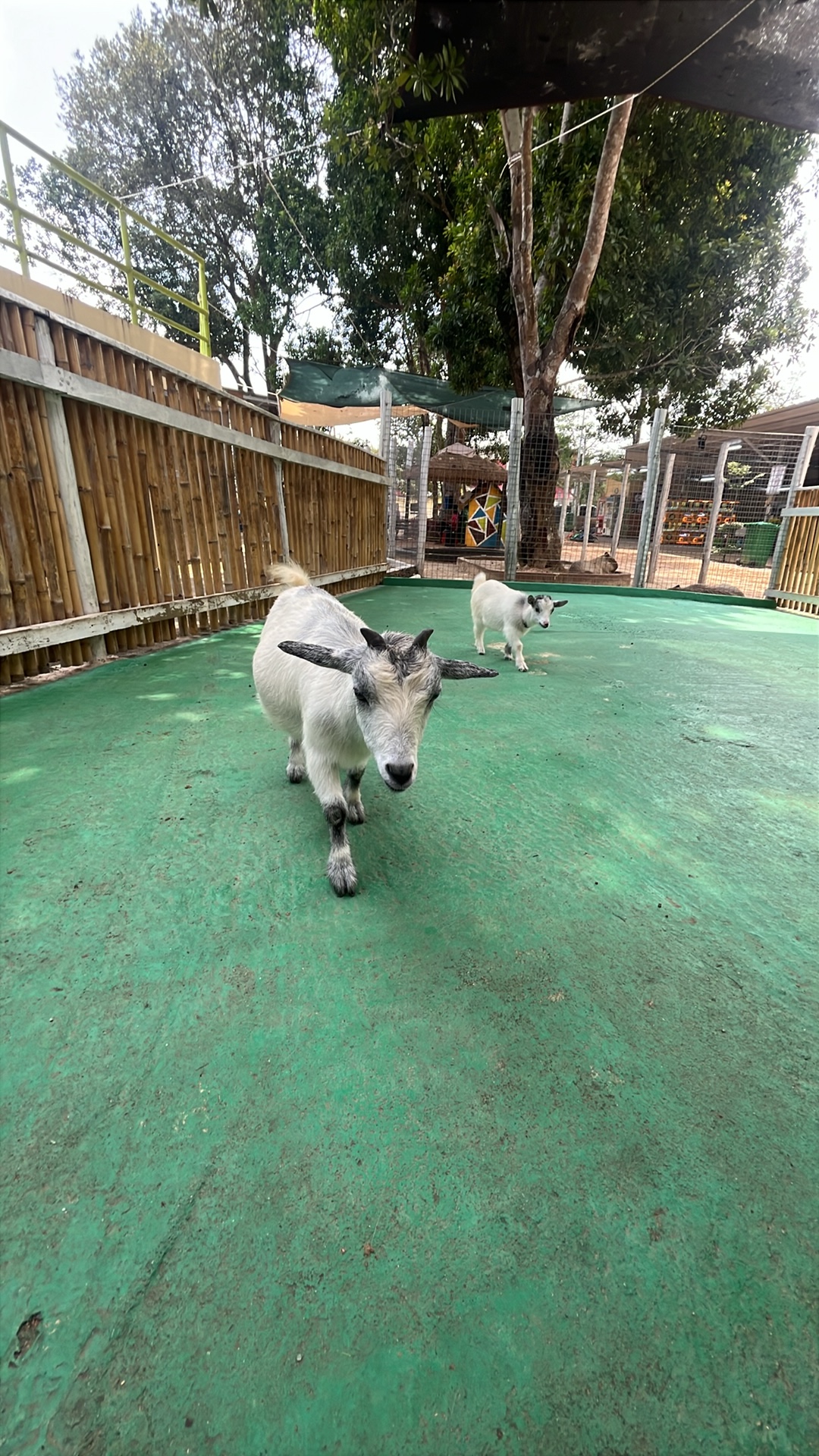 Domestic Goat (Capra hircus) thumbnail image on AnimalDex