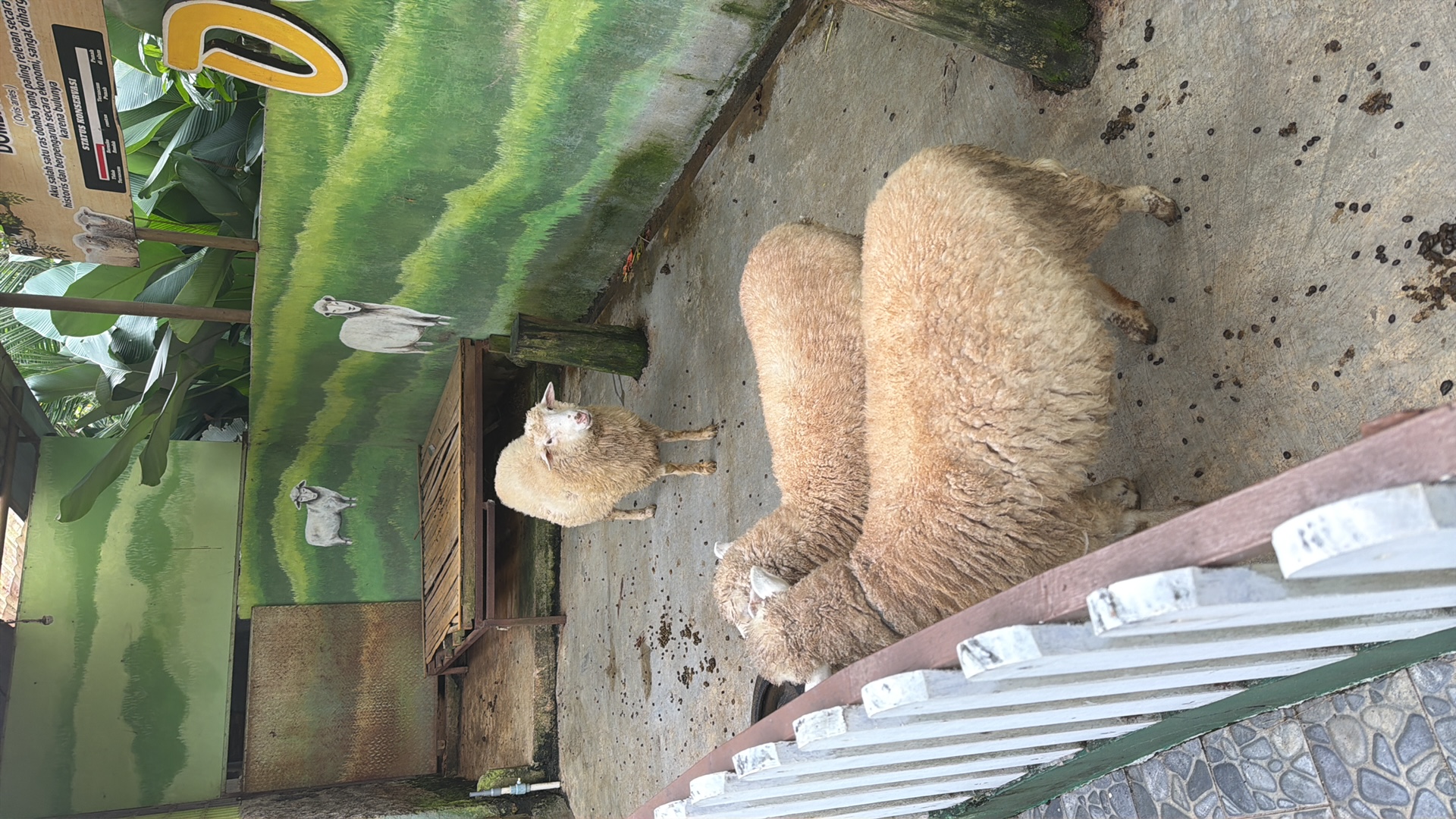 Domestic Sheep (Ovis aries) featured animal image on AnimalDex