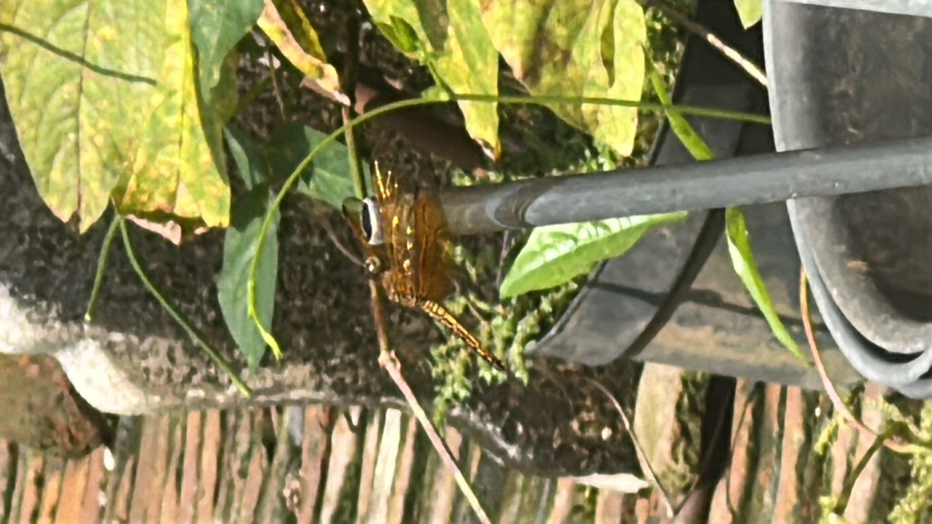 Dragonfly (Anisoptera) featured animal image on AnimalDex