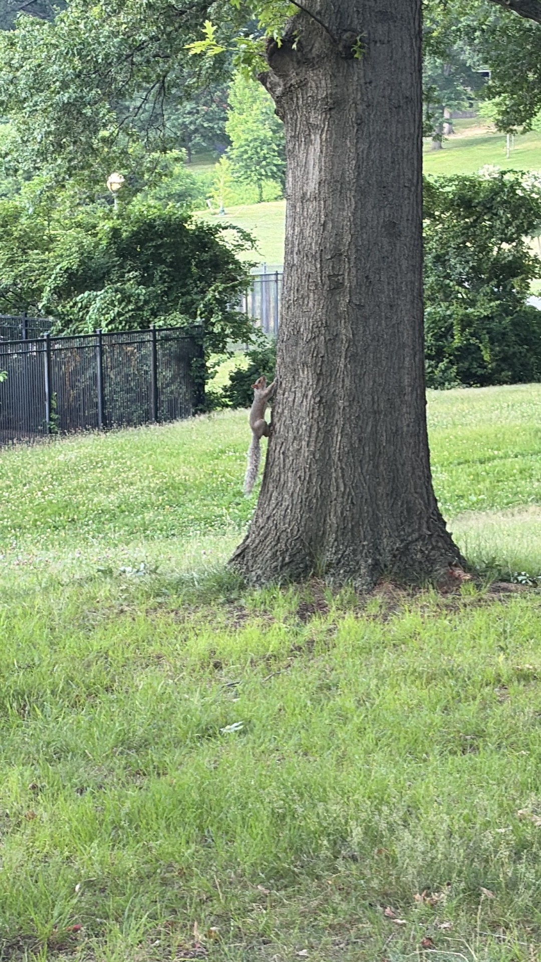 Eastern Gray Squirrel (Sciurus carolinensis) featured animal image on AnimalDex