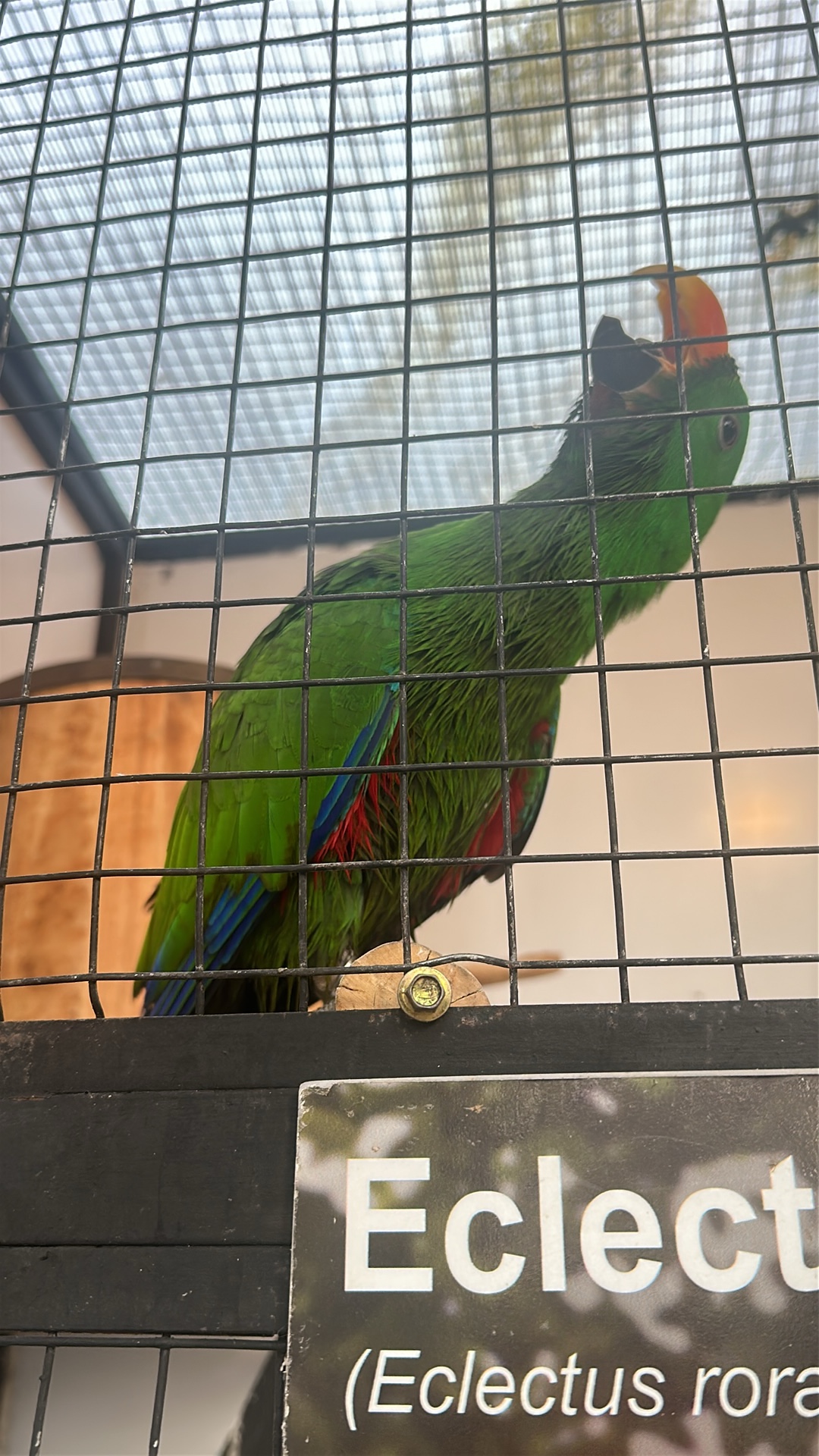 Eclectus Parrot (Eclectus roratus) featured animal image on AnimalDex