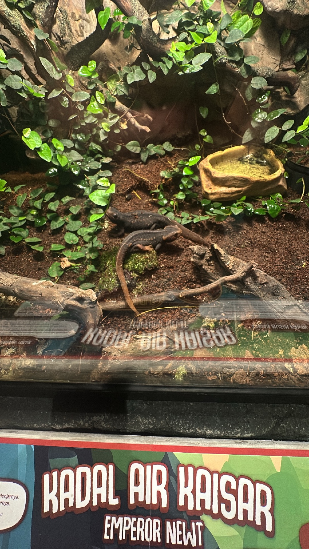 Emperor Newt (Tylototriton shanjing) featured animal image on AnimalDex