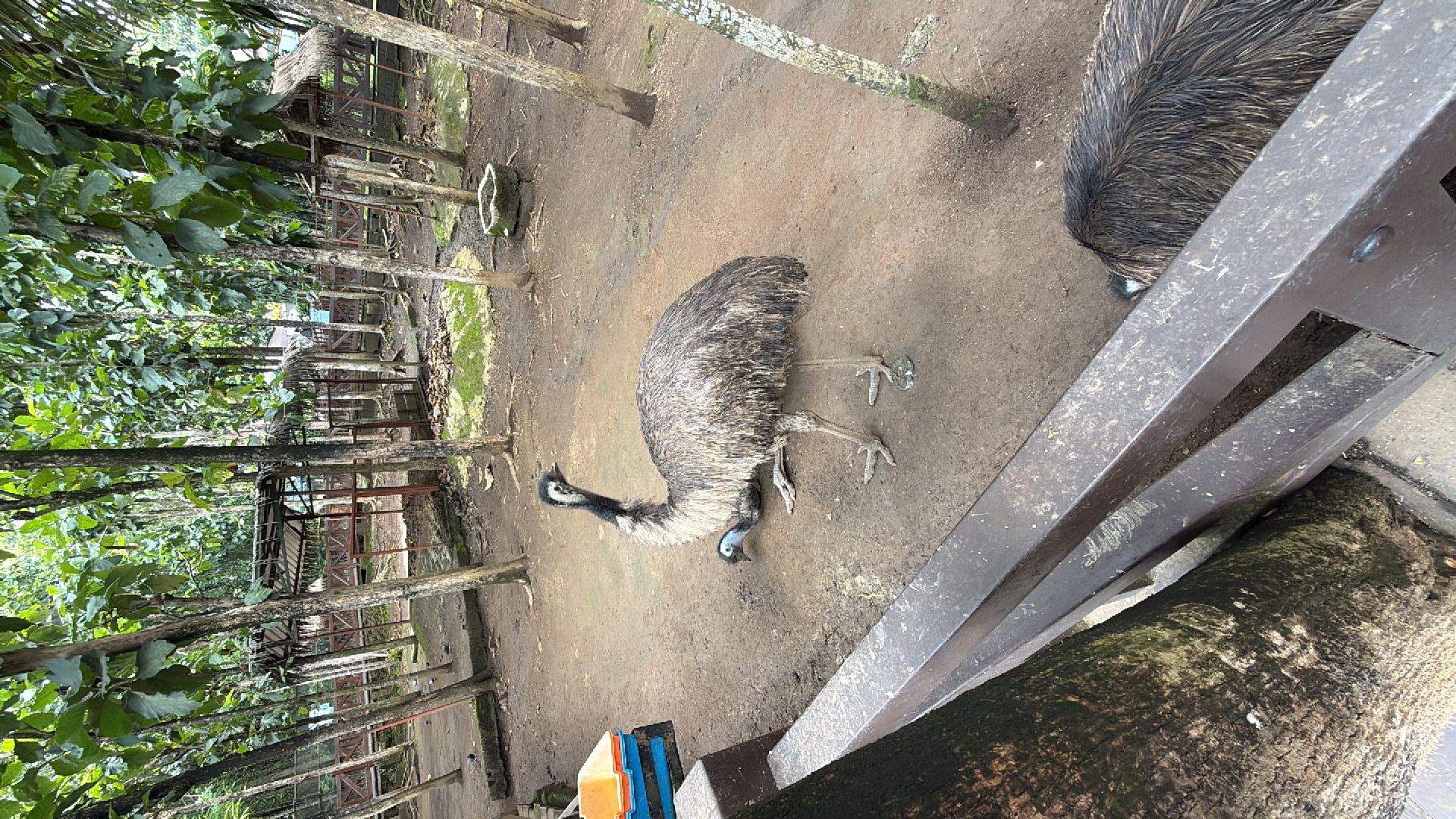 Emu (Dromaius novaehollandiae) featured animal image on AnimalDex