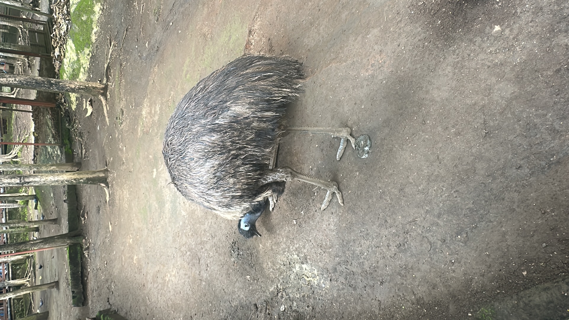 Emu (Dromaius novaehollandiae) featured animal image on AnimalDex