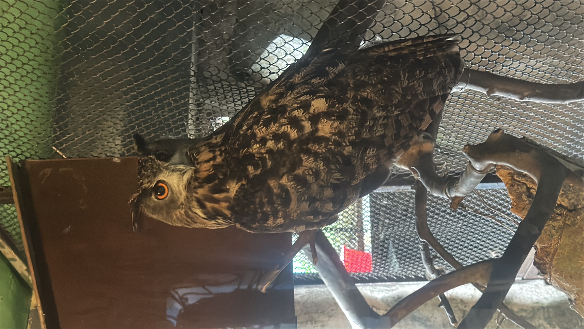 Eurasian Eagle-Owl (Bubo bubo) featured animal image on AnimalDex