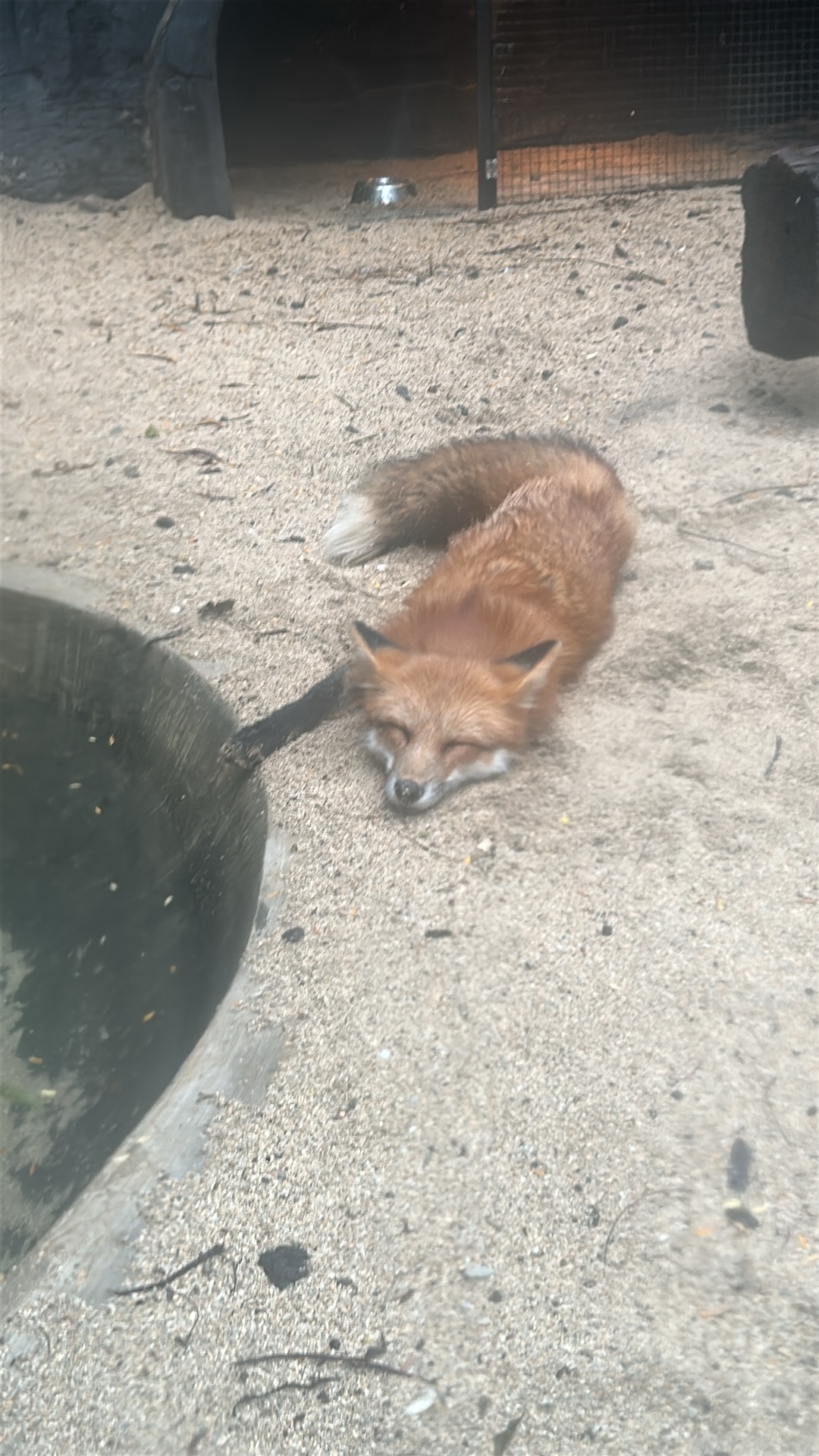Fox (Vulpes and related canids) featured animal image on AnimalDex
