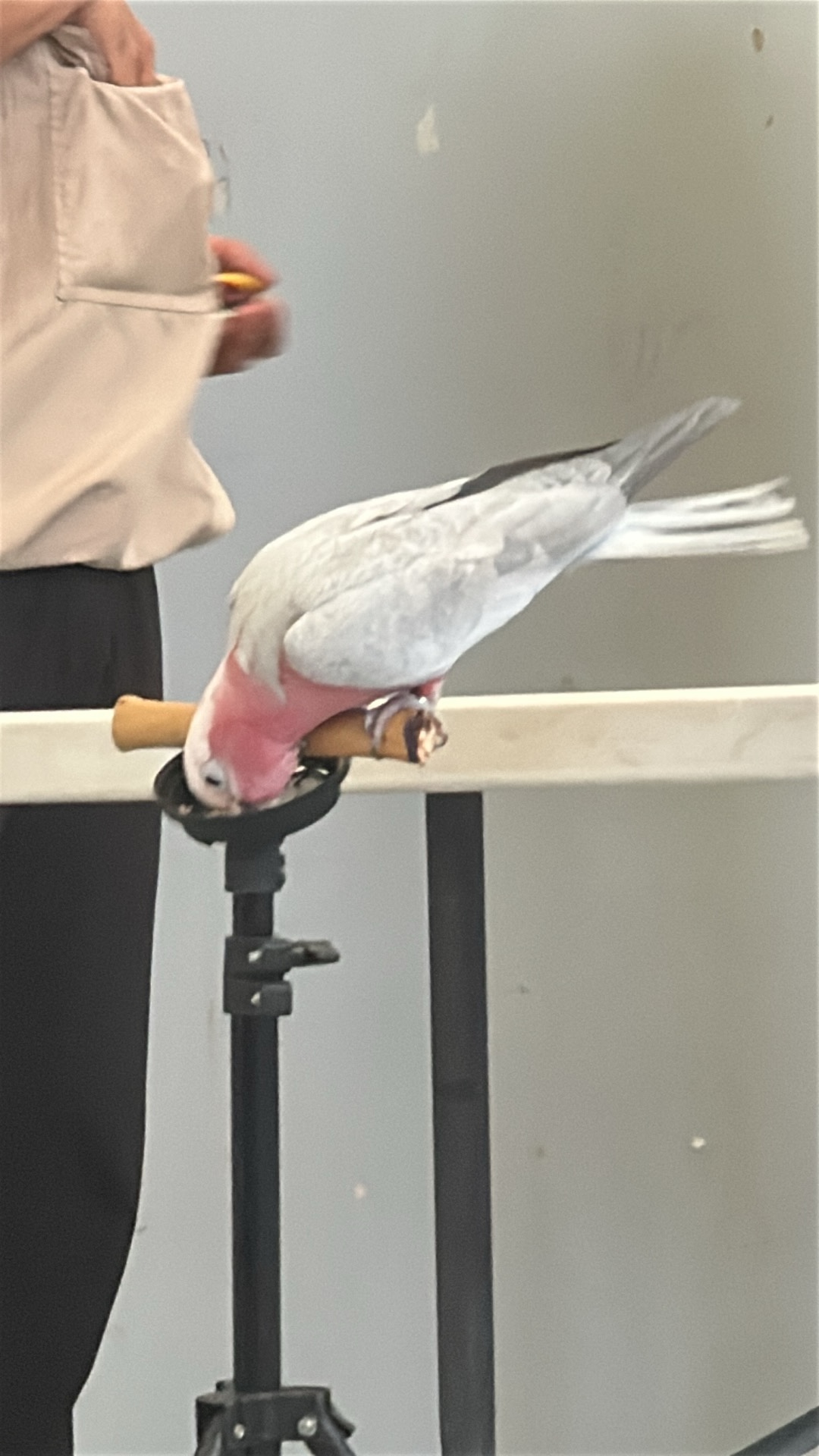 Galah (Eolophus roseicapilla) featured animal image on AnimalDex