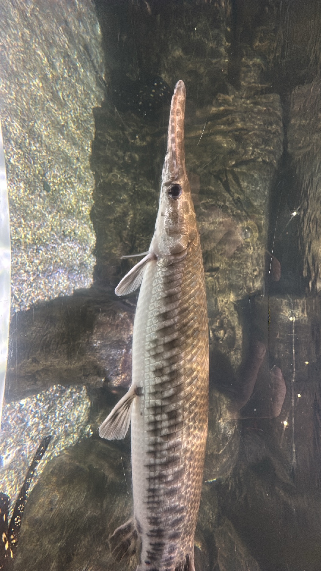 Gar (Lepisosteidae) featured animal image on AnimalDex