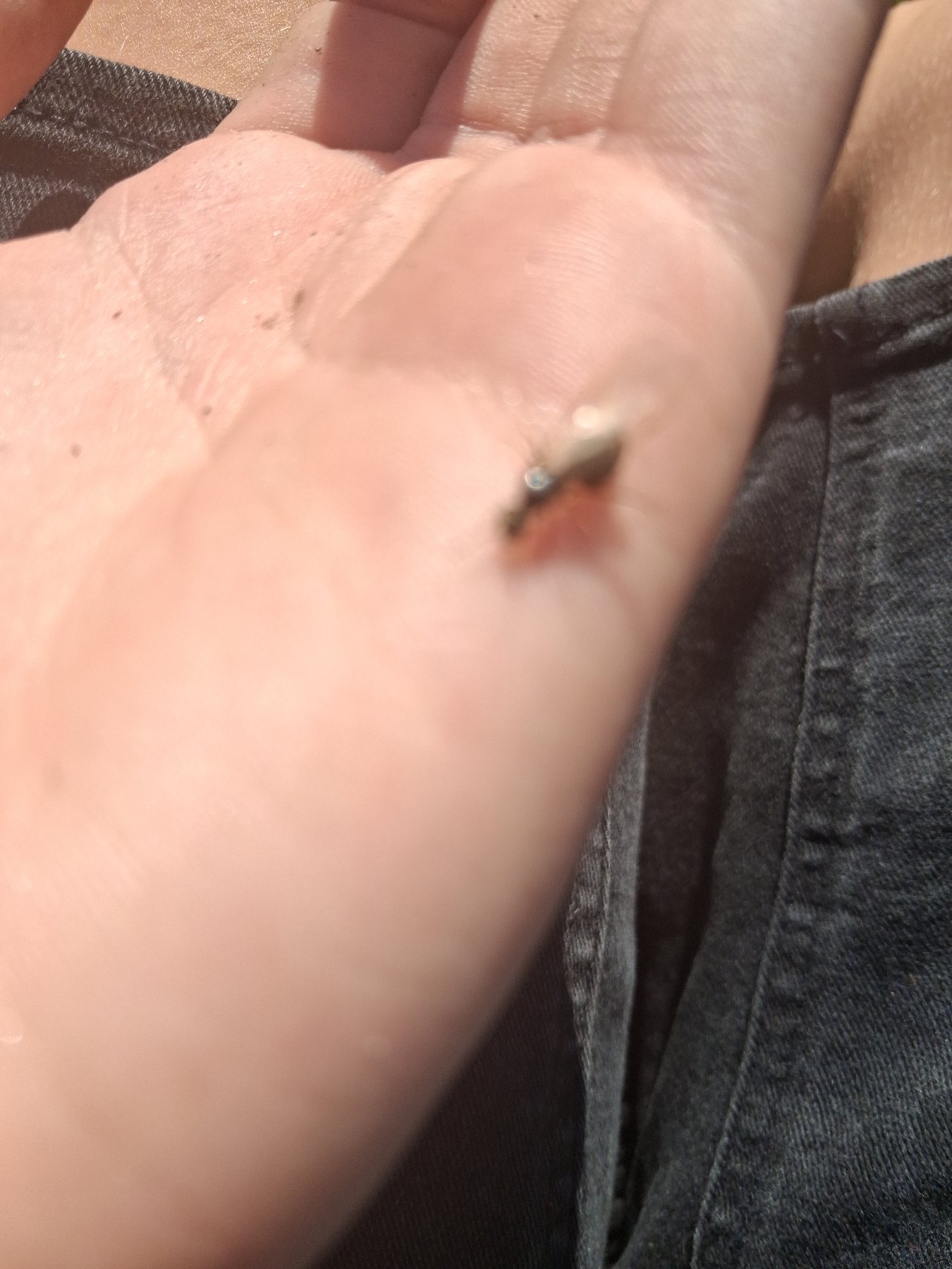 Small fly (Diptera) featured animal image on AnimalDex