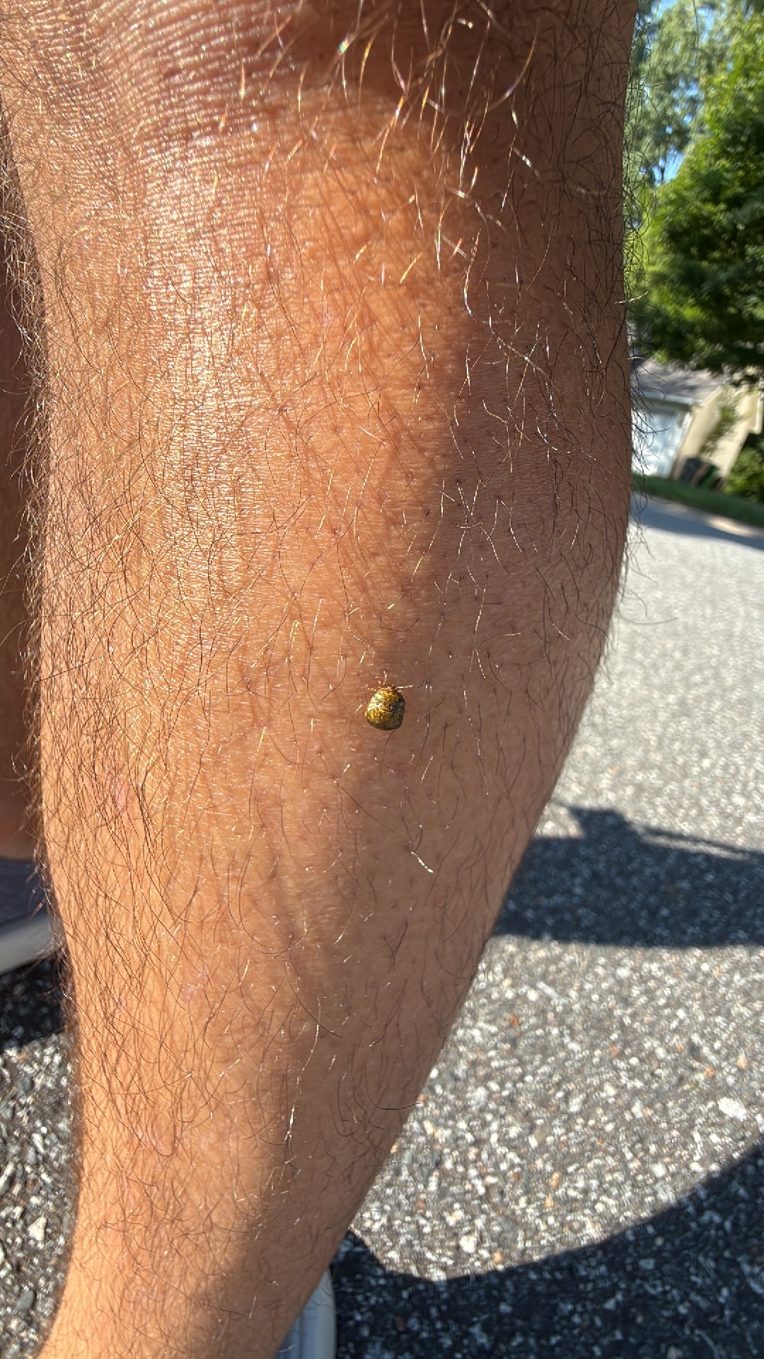 Golden Tortoise Beetle (Charidotella sexpunctata) featured animal image on AnimalDex
