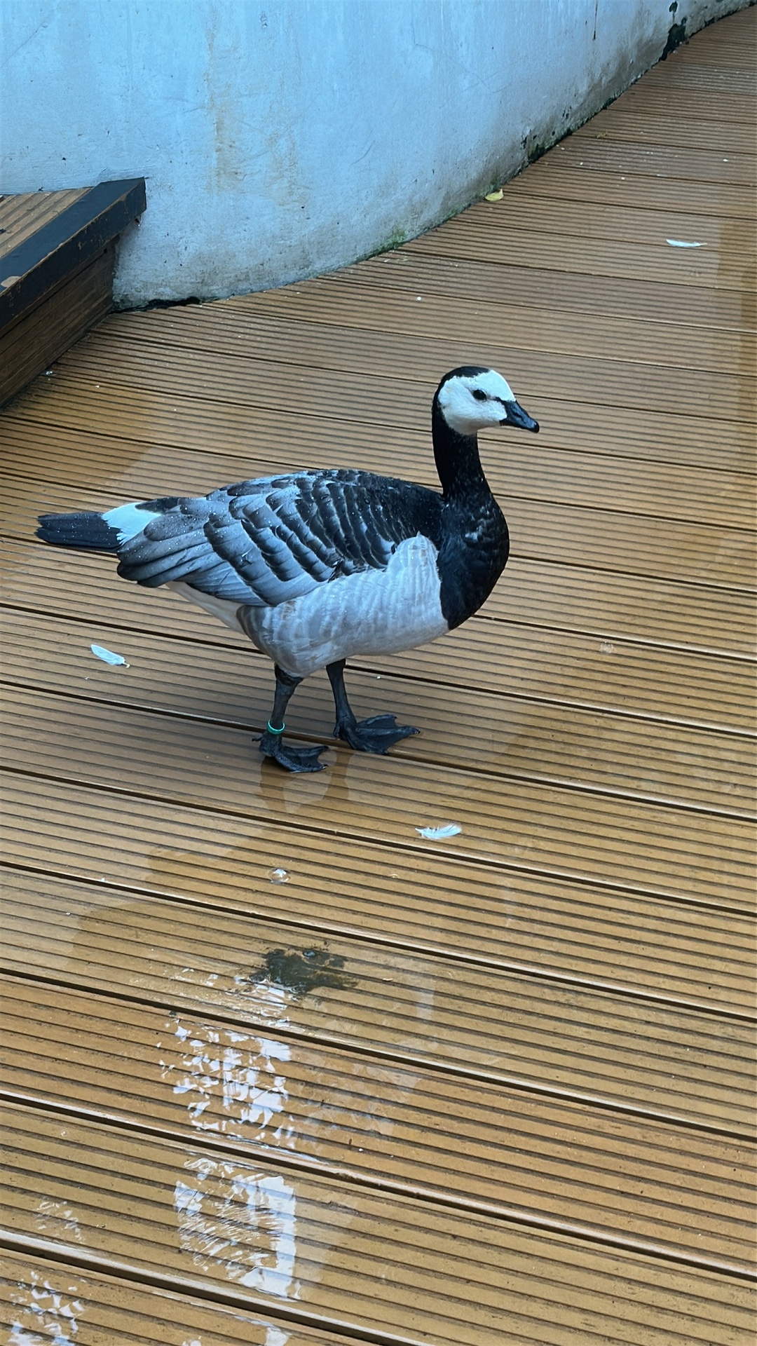 Goose (Anserini) featured animal image on AnimalDex