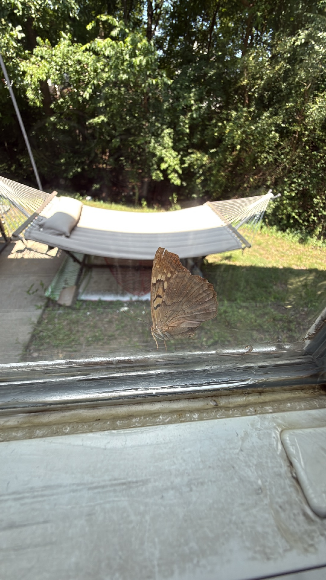 Hackberry Emperor (Asterocampa celtis) featured animal image on AnimalDex