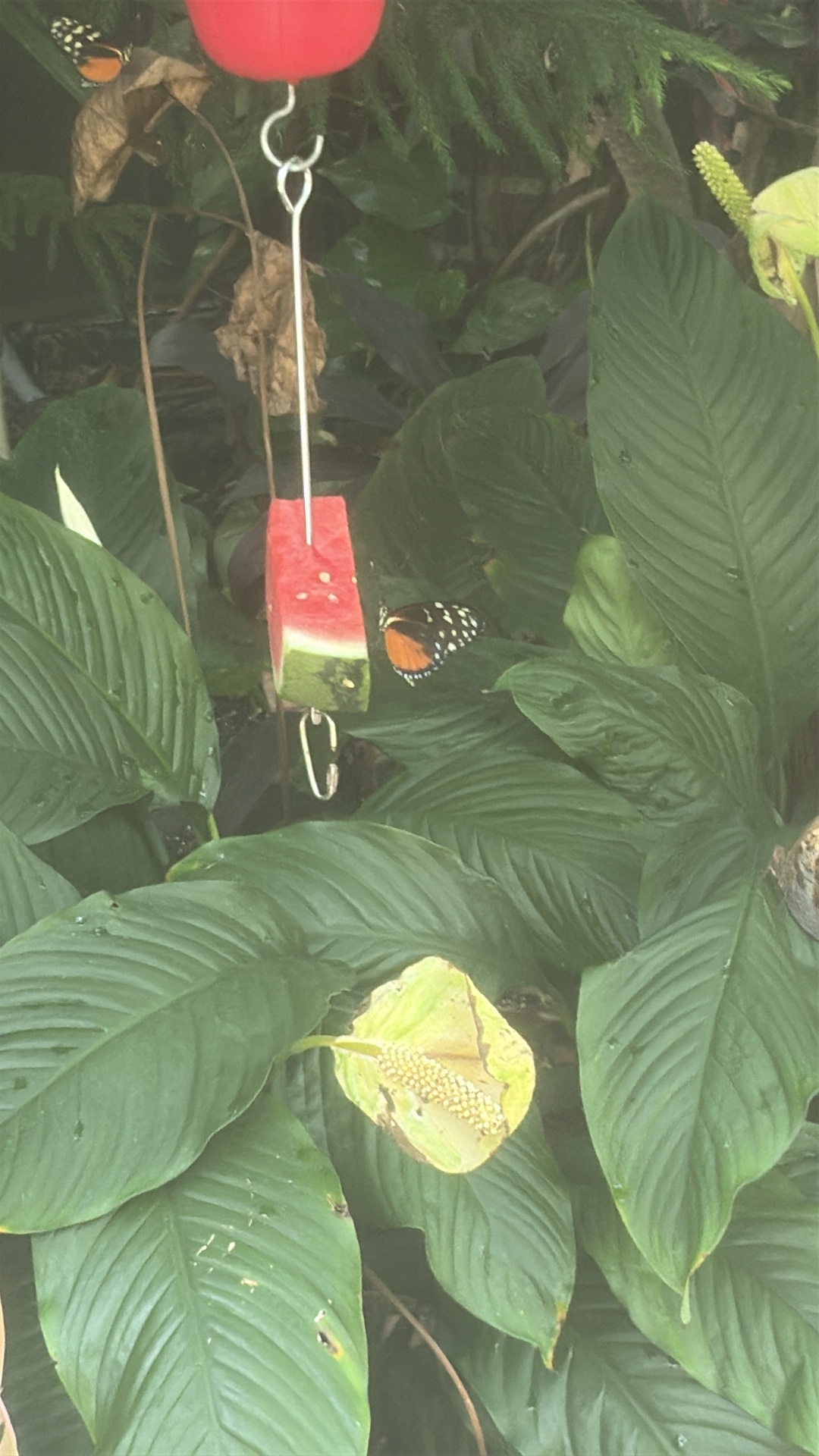 Hecale Longwing (Heliconius hecale) featured animal image on AnimalDex