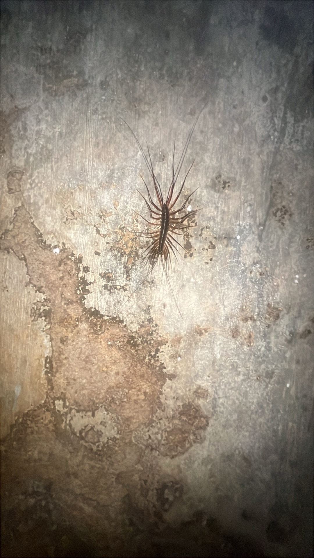 House Centipede (Scutigera coleoptrata) featured animal image on AnimalDex