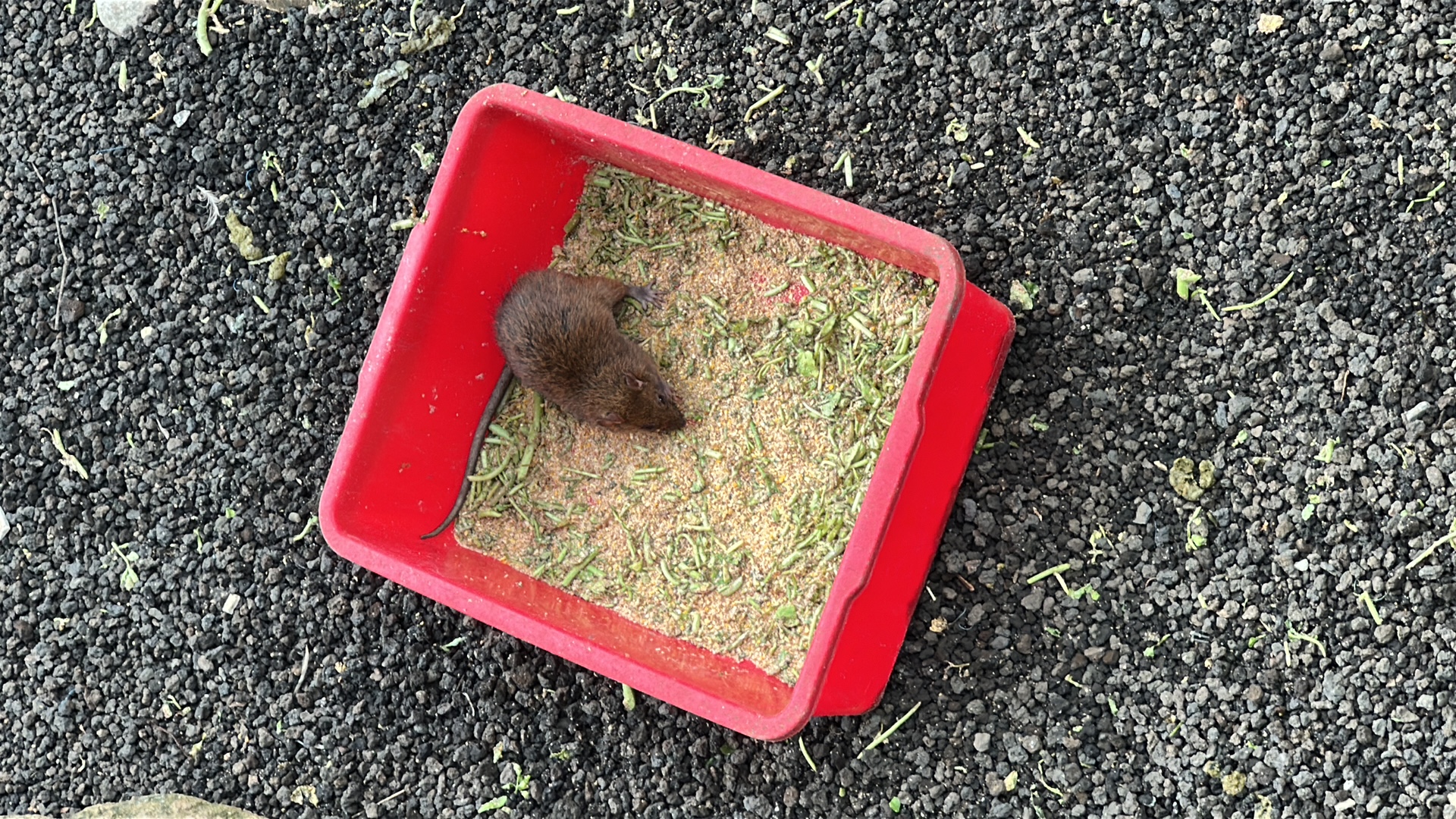 House Mouse (Mus musculus) featured animal image on AnimalDex