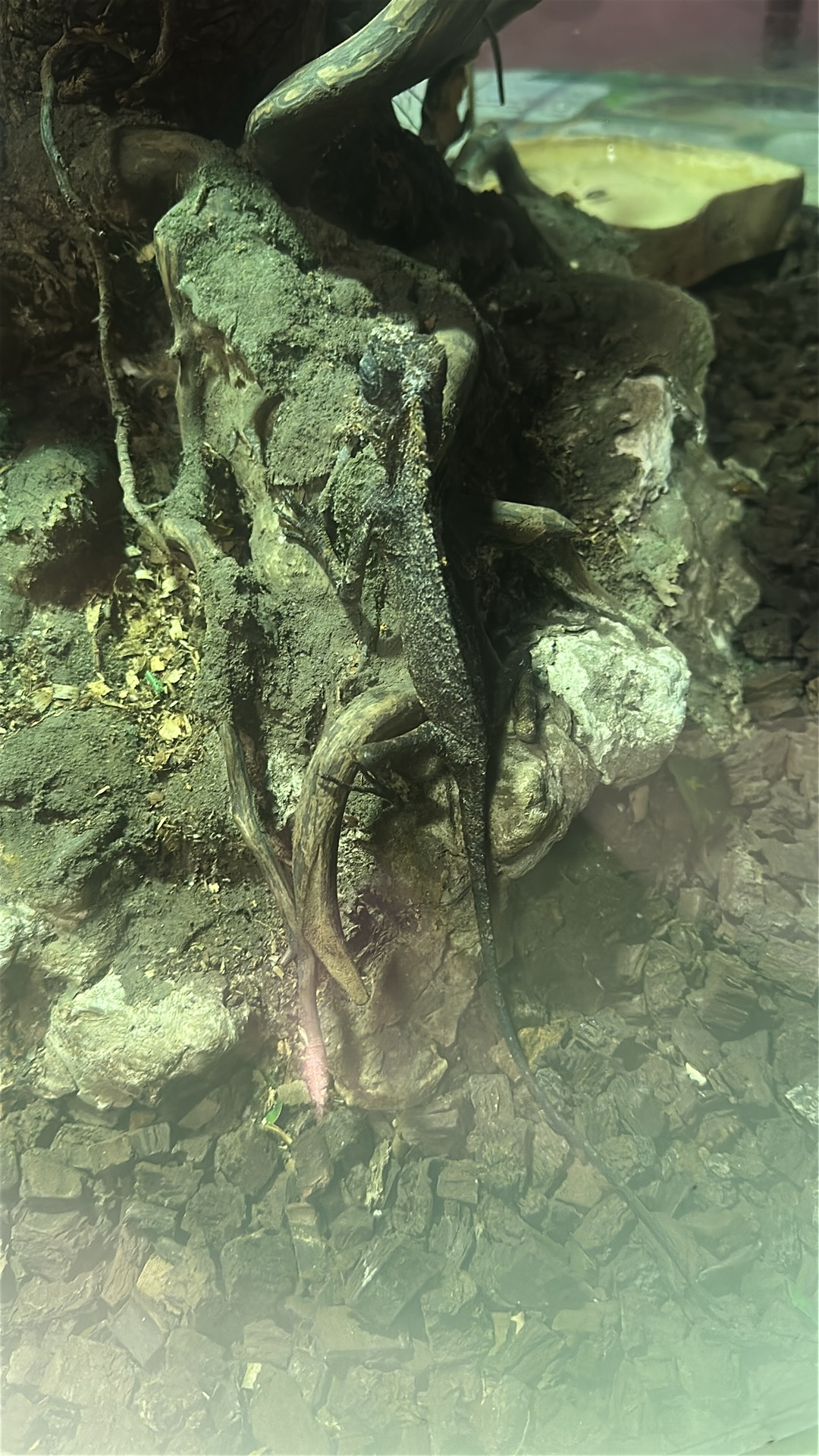 Amboina Sailfin Lizard (Hydrosaurus amboinensis) featured animal image on AnimalDex