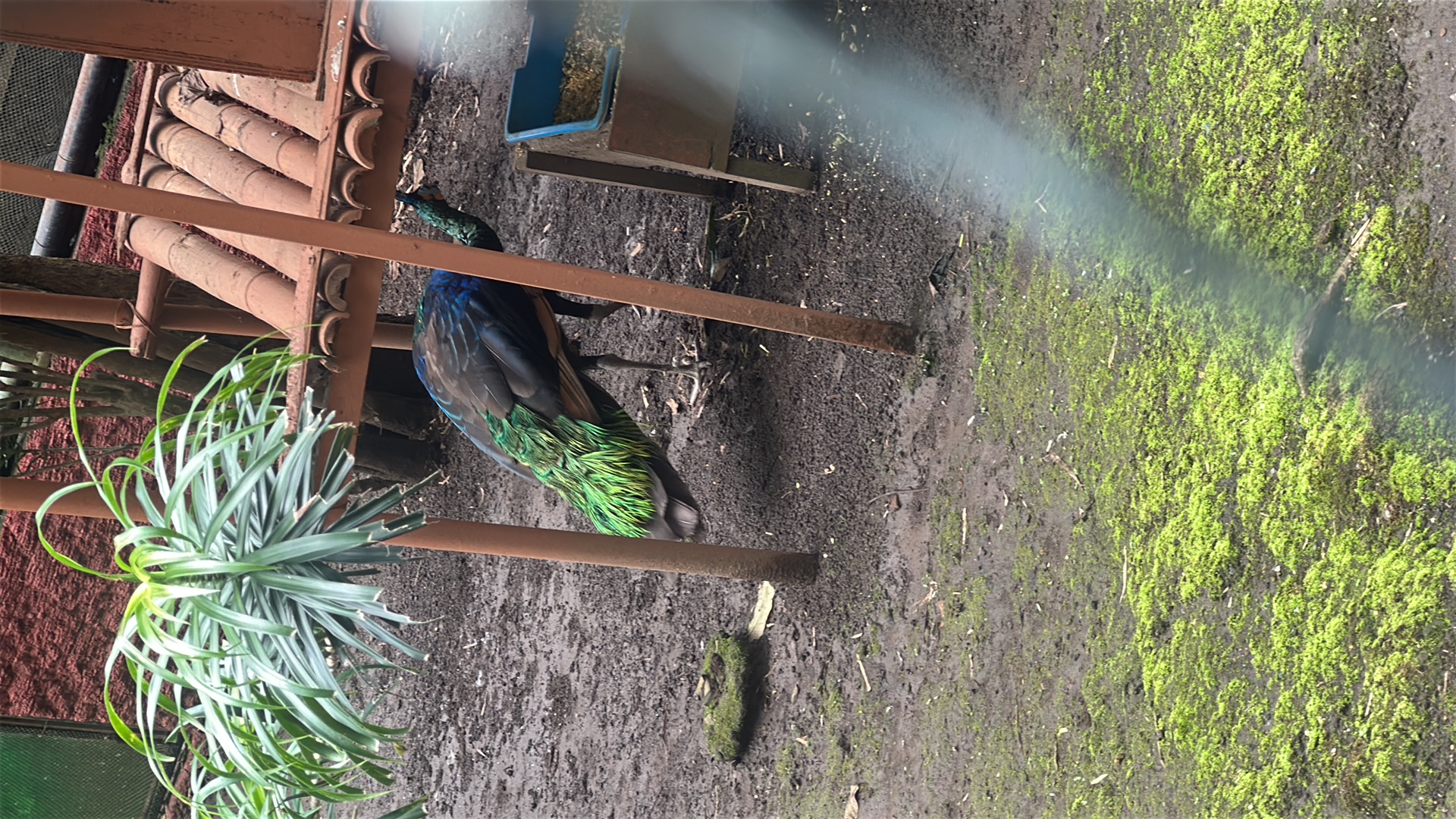 Indian Peafowl (Pavo cristatus) thumbnail image on AnimalDex