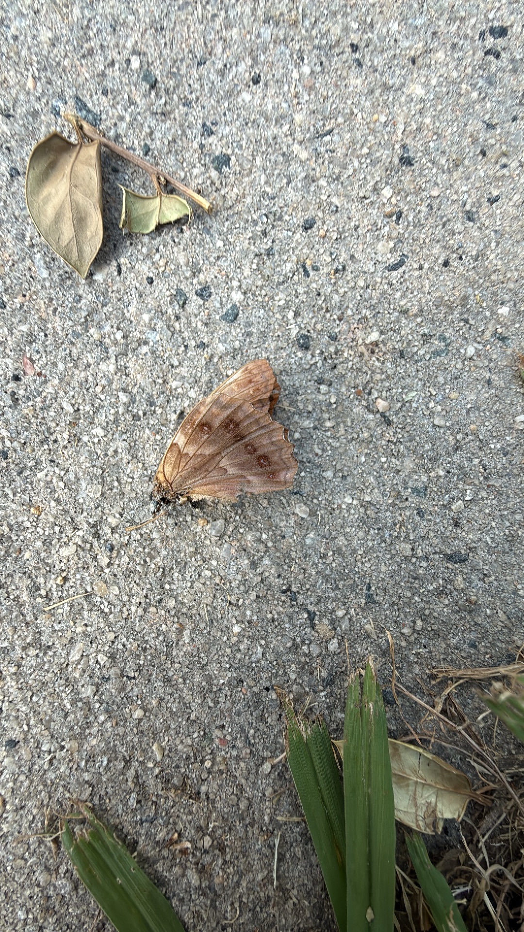Io Moth (Automeris io) featured animal image on AnimalDex