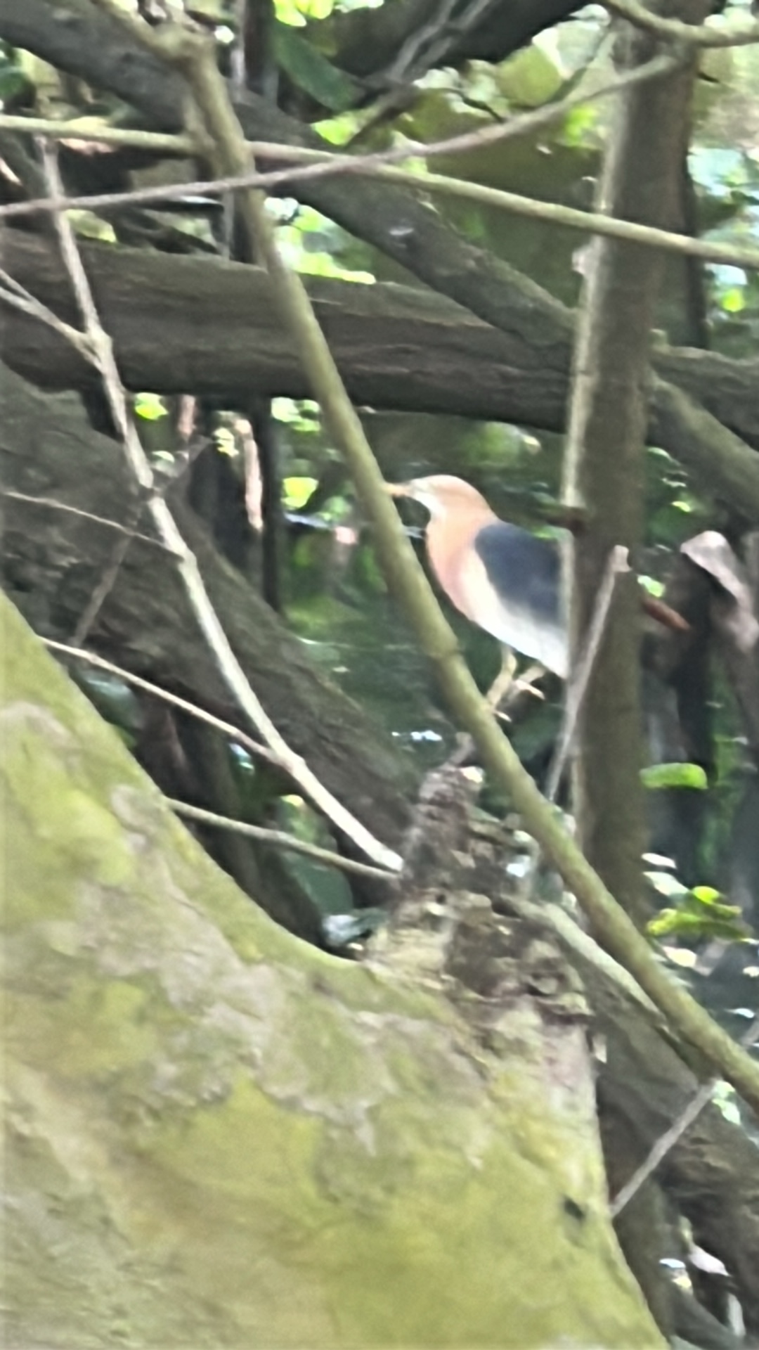 Javan Pond Heron (Ardeola speciosa) featured animal image on AnimalDex