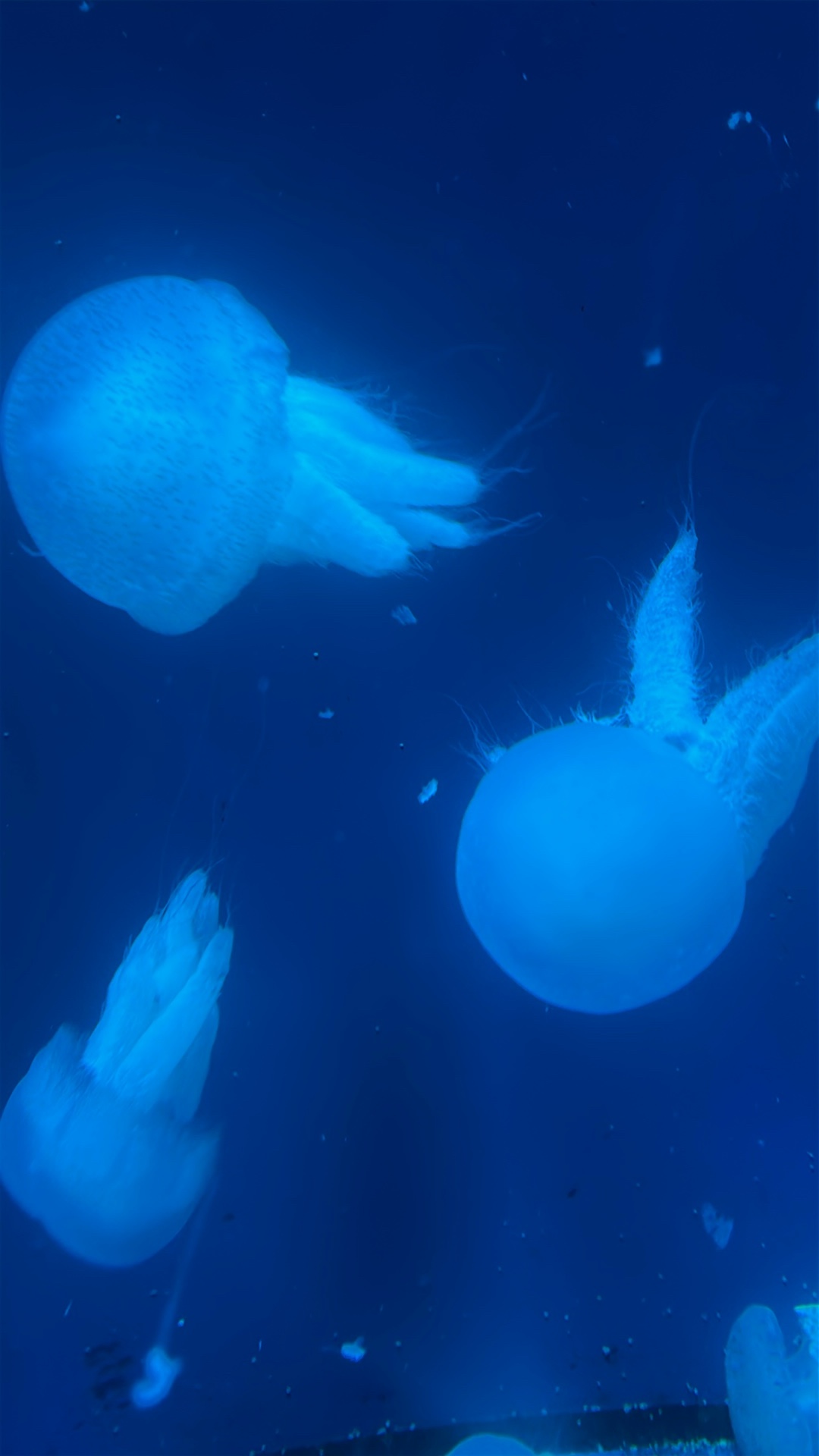 Jellyfish (Scyphozoa and related medusozoans) featured animal image on AnimalDex