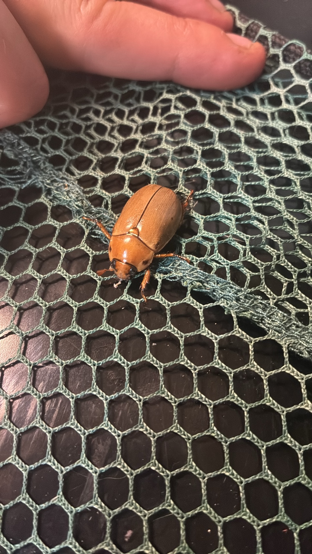 June Beetle (Phyllophaga) featured animal image on AnimalDex