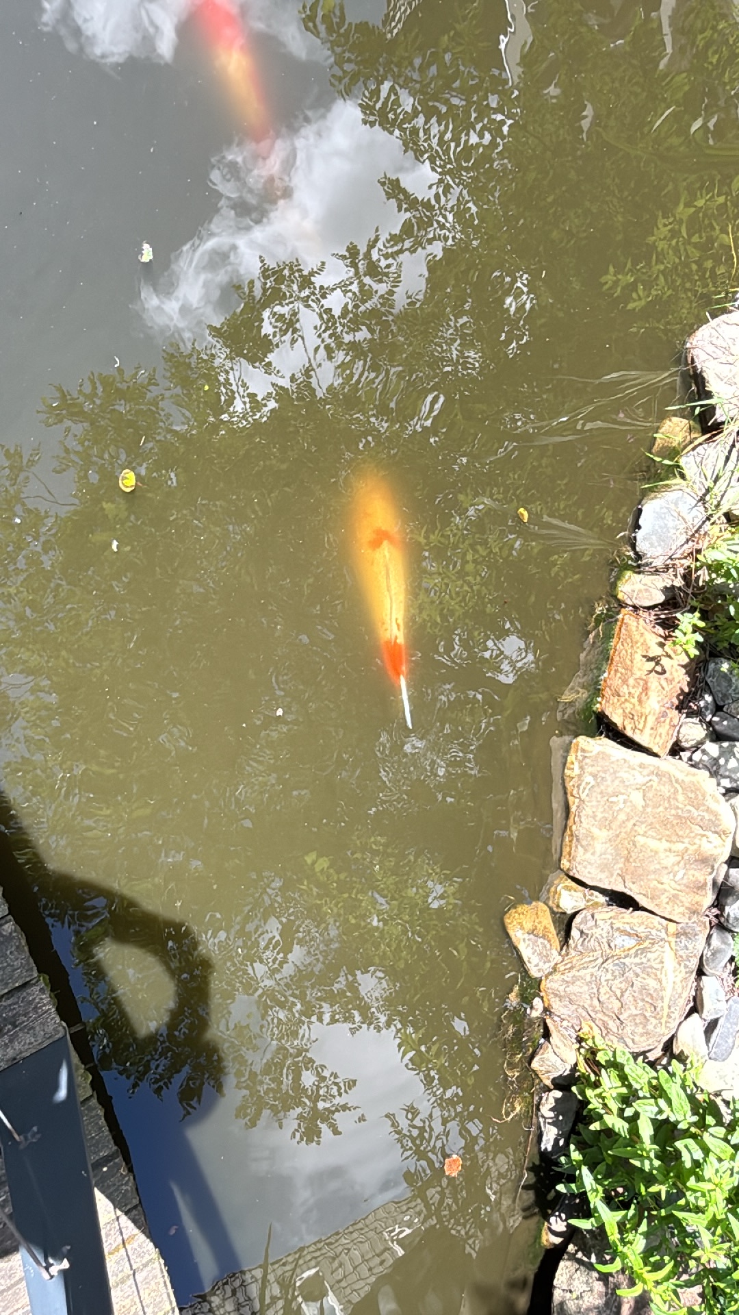 Koi (Cyprinus rubrofuscus) featured animal image on AnimalDex