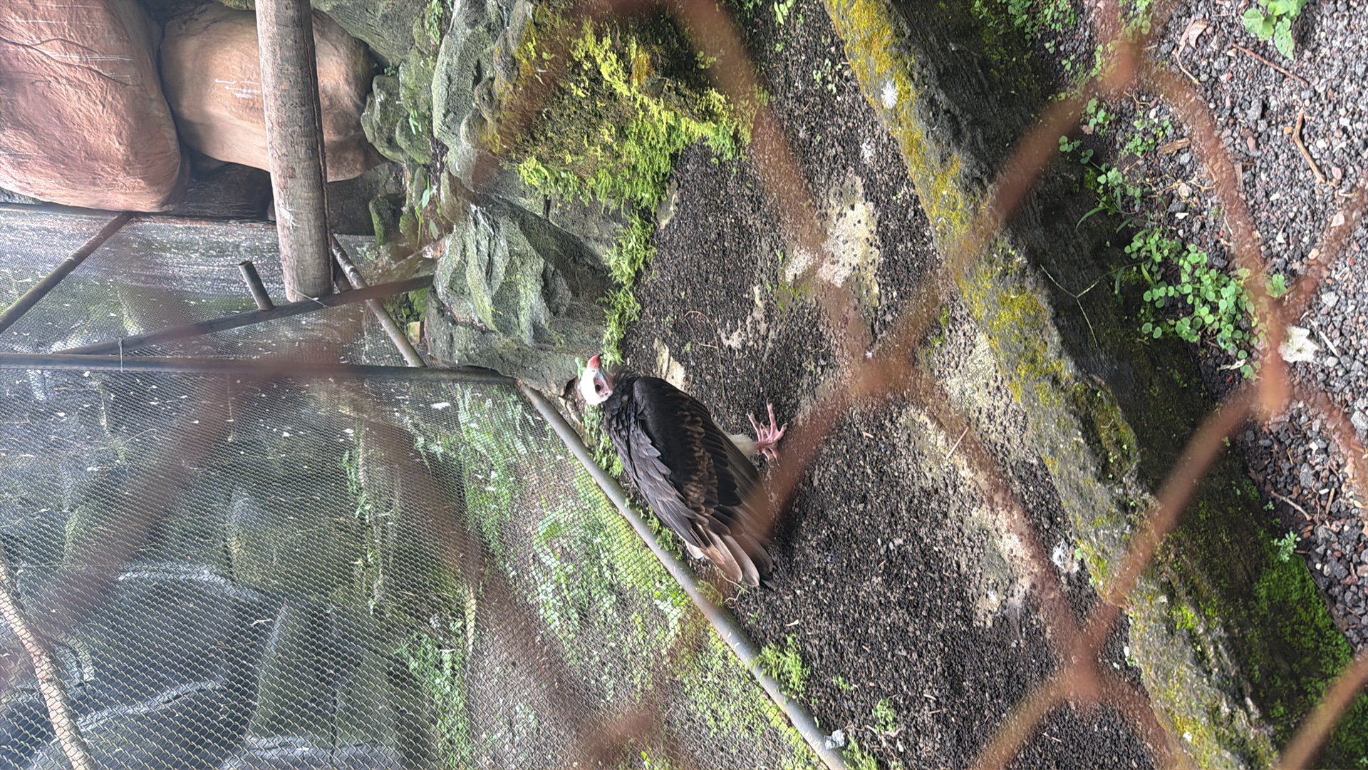 Lappet-faced Vulture (Torgos tracheliotos) featured animal image on AnimalDex